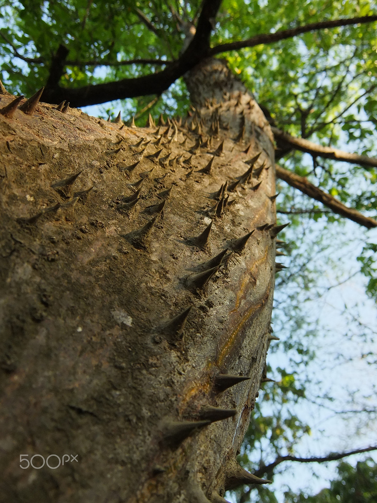 Fujifilm XF1 sample photo. Thorny tree, montezuma photography