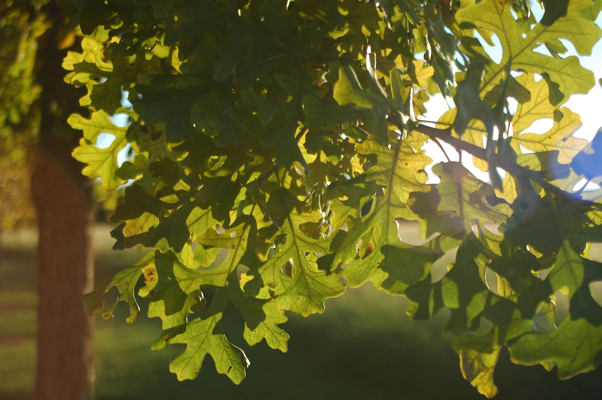 Nikon D70s sample photo. Short depth of field photography with tree leaves photography