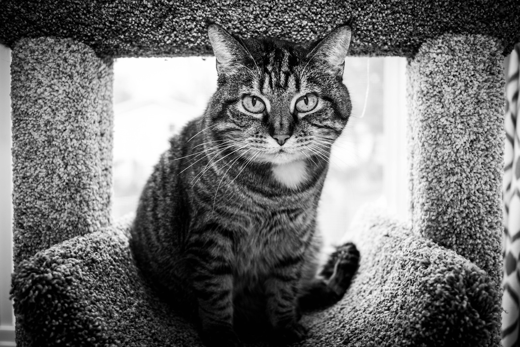 Canon EF-S 24mm F2.8 STM sample photo. A cat named carrot photography