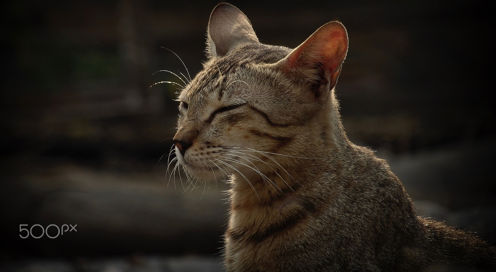 Ricoh PENTAX XG-1 sample photo. Ricoh imaging "relax" photography