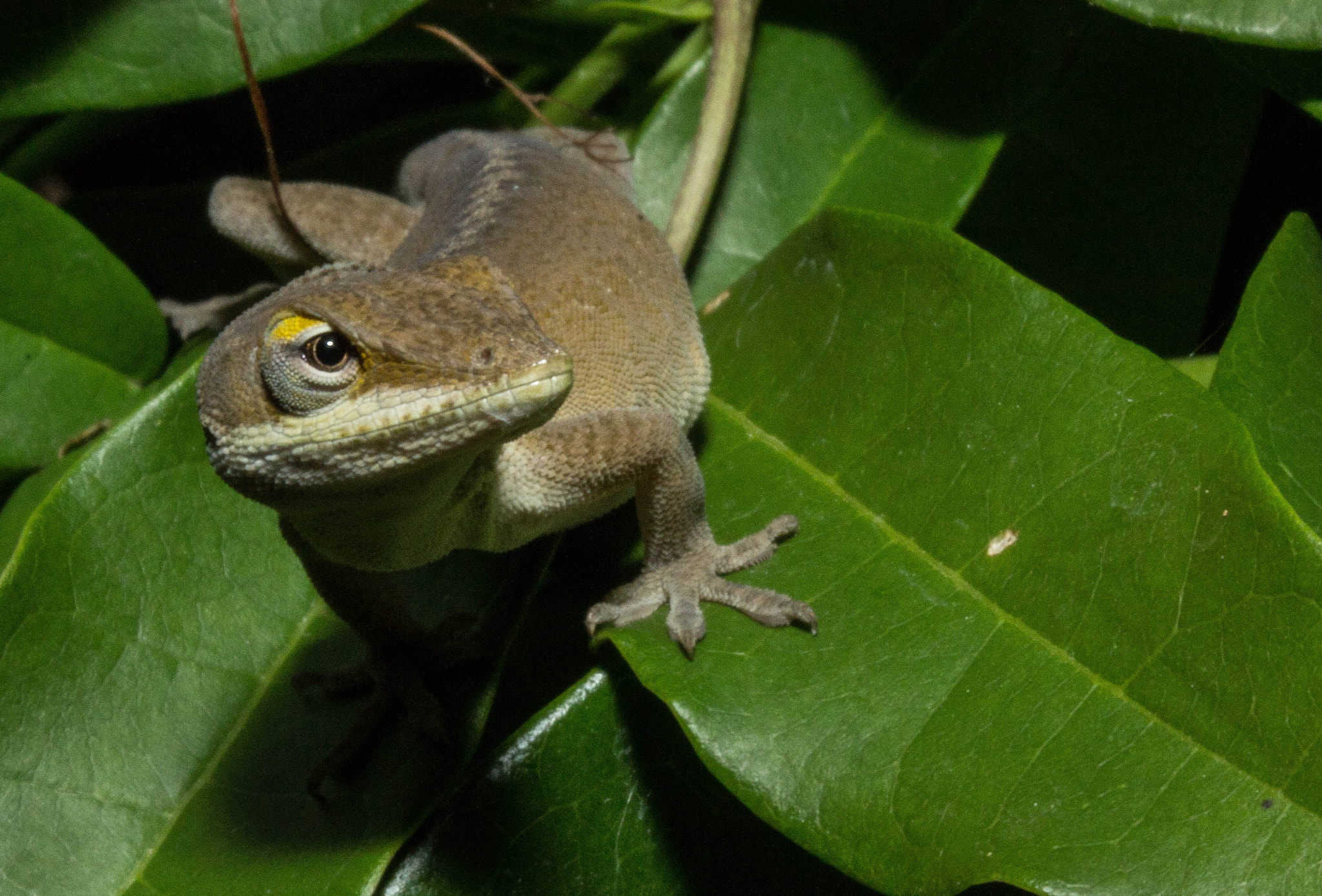 Canon EF-S 60mm F2.8 Macro USM sample photo. Gecko photography