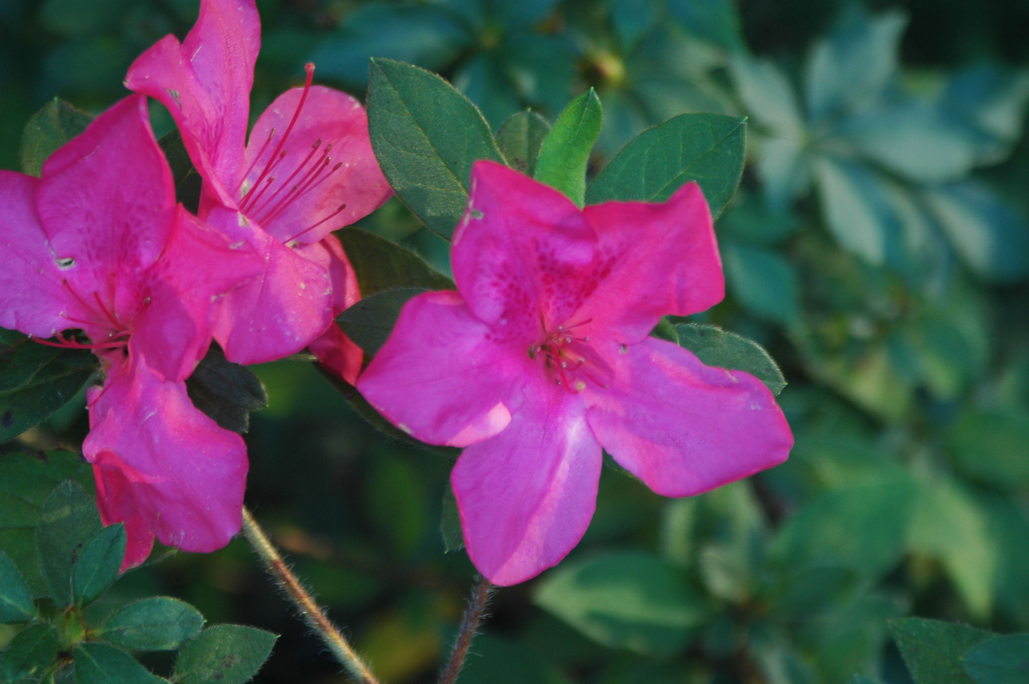Nikon D70s + Tamron AF 28-200mm F3.8-5.6 XR Di Aspherical (IF) Macro sample photo. Beautiful pink flower// photography