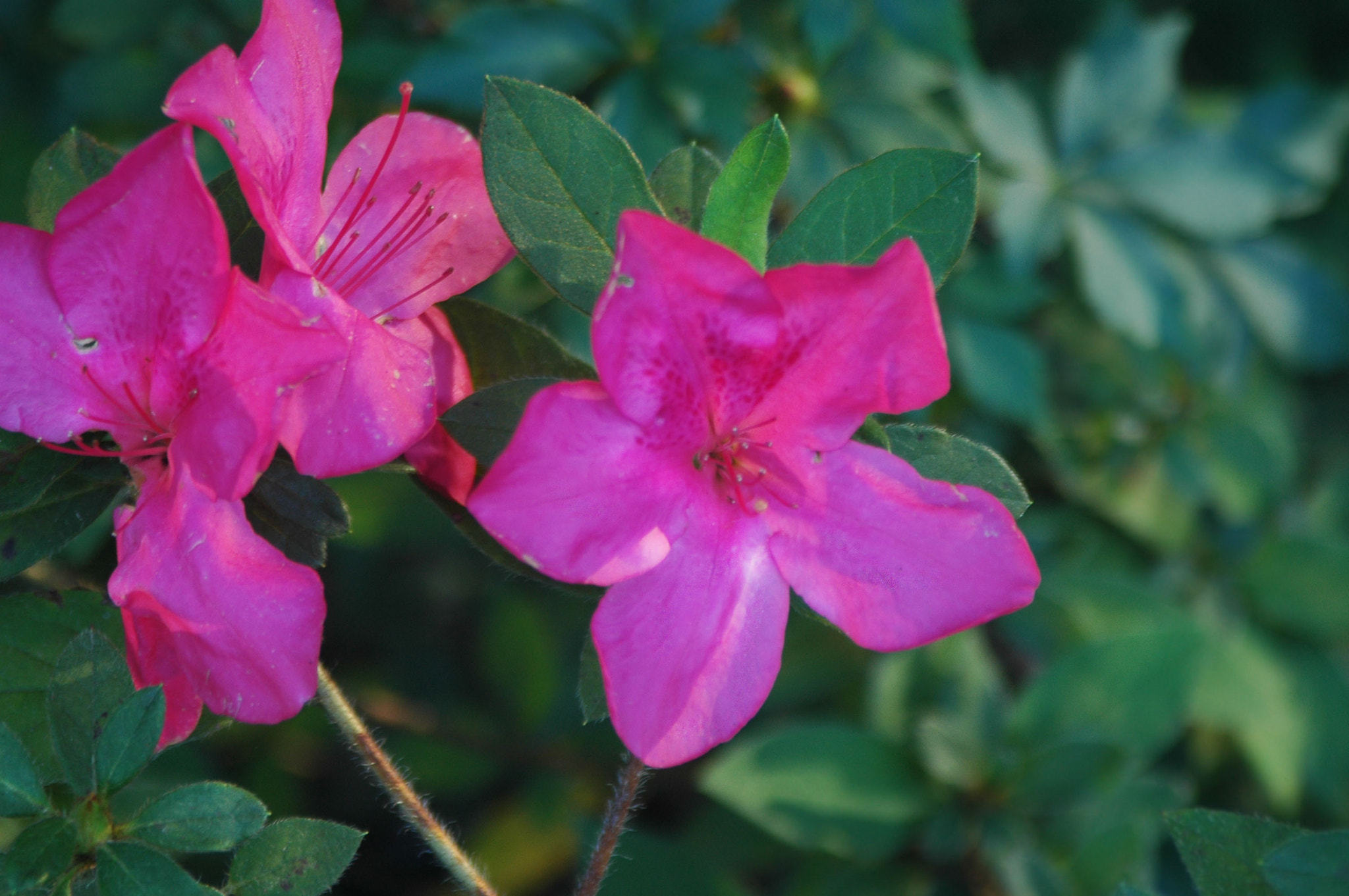Nikon D70s sample photo. Beautiful pink flower// photography