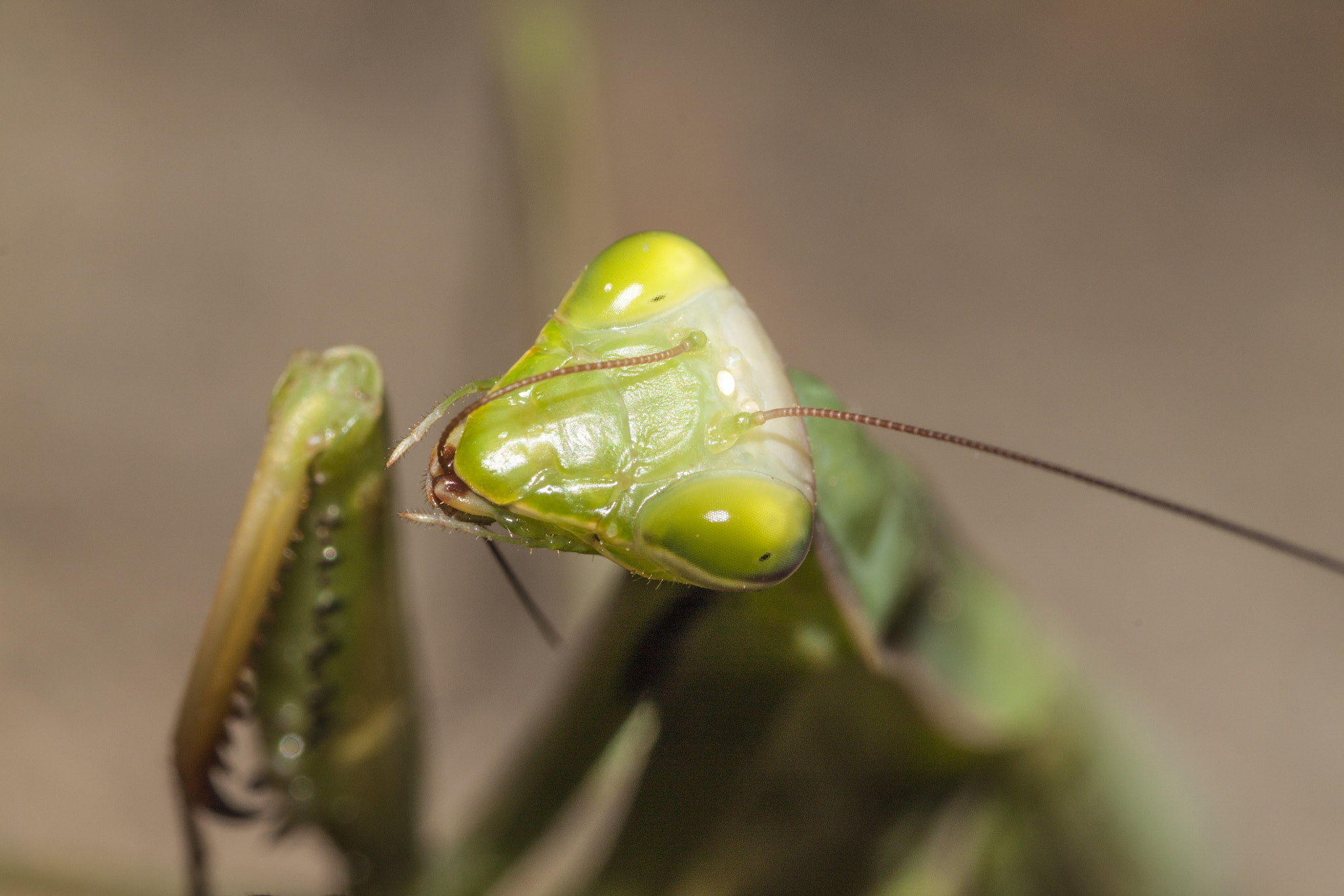 Canon EOS 500D (EOS Rebel T1i / EOS Kiss X3) sample photo. Mantis is sitting on a plant photography
