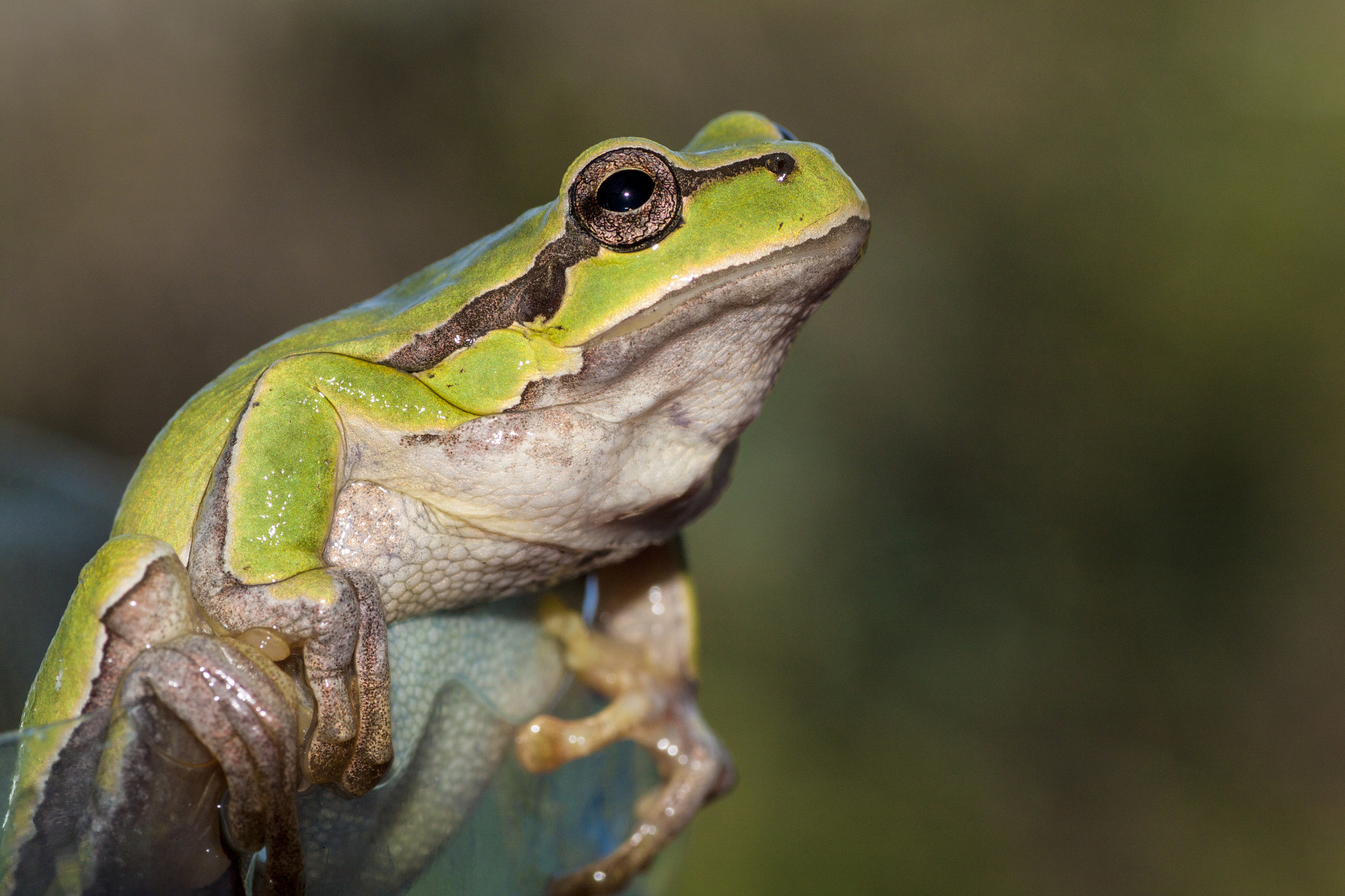 Canon EOS 500D (EOS Rebel T1i / EOS Kiss X3) + Tamron SP AF 90mm F2.8 Di Macro sample photo. Green sitting frog photography