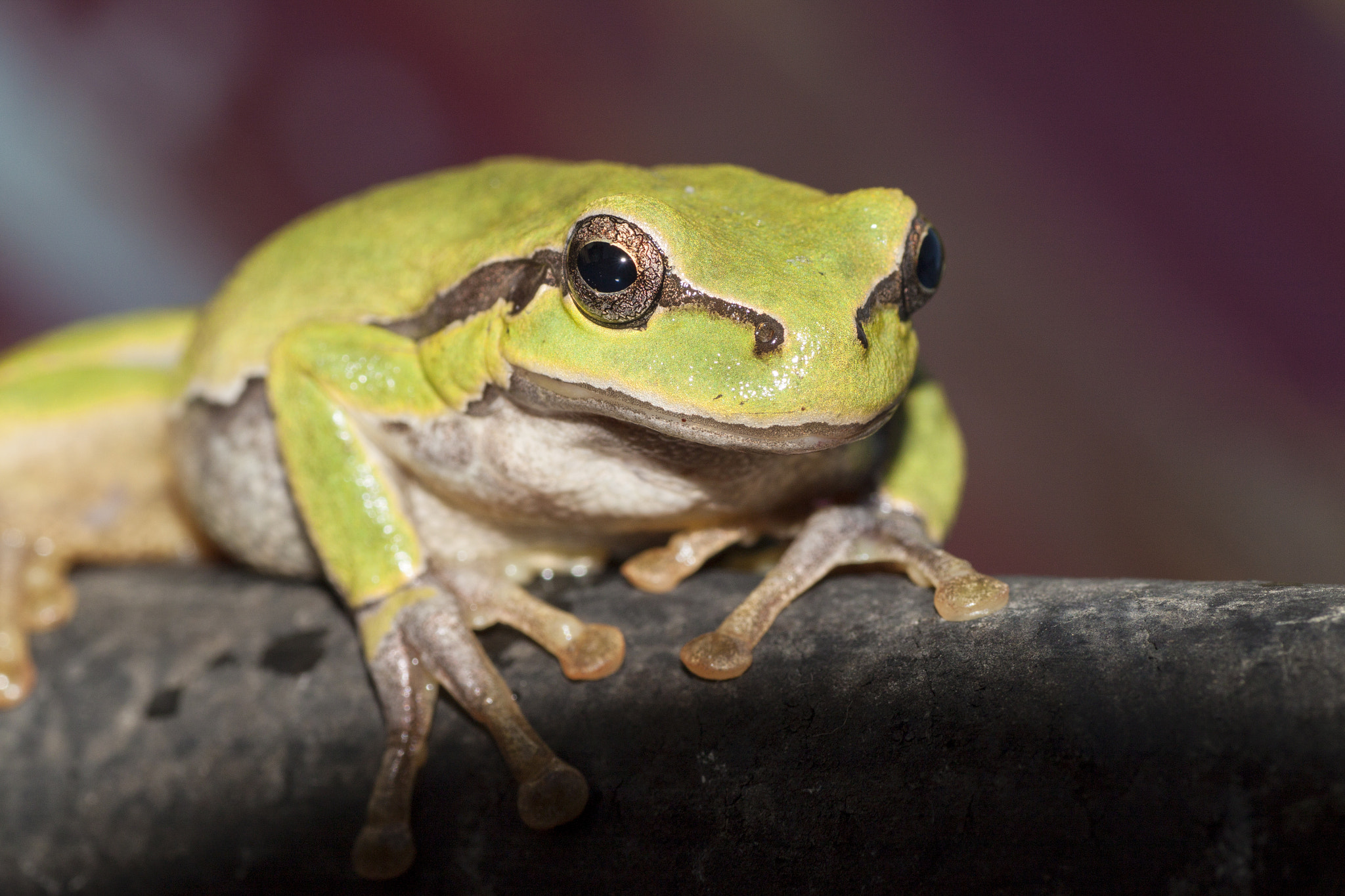 Canon EOS 500D (EOS Rebel T1i / EOS Kiss X3) sample photo. Green sitting frog photography