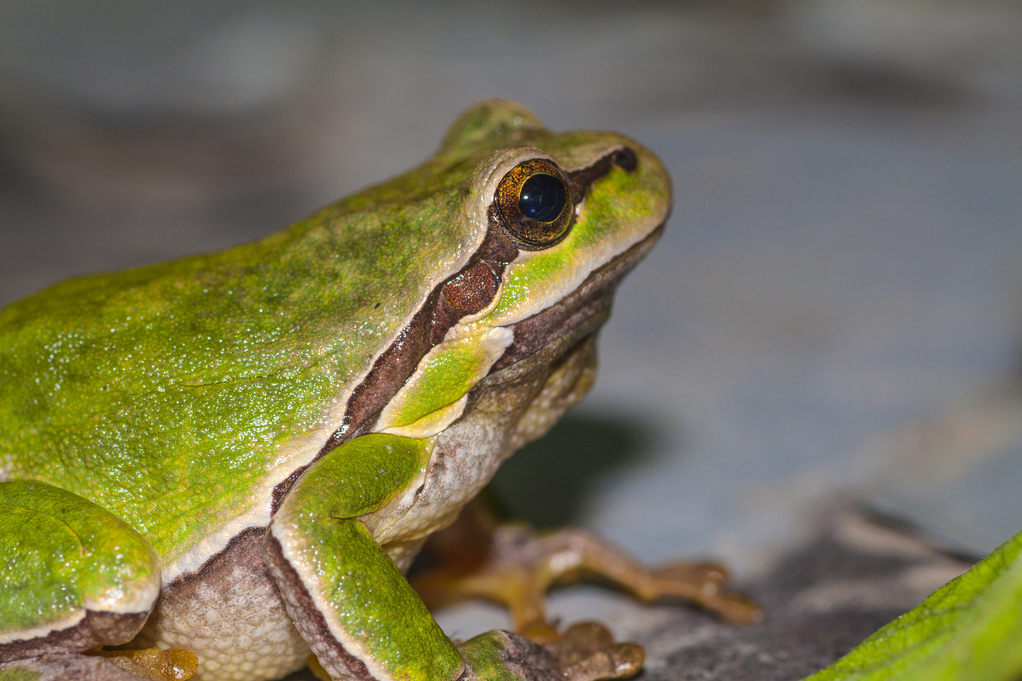 Canon EOS 500D (EOS Rebel T1i / EOS Kiss X3) + Tamron SP AF 90mm F2.8 Di Macro sample photo. Green sitting frog photography