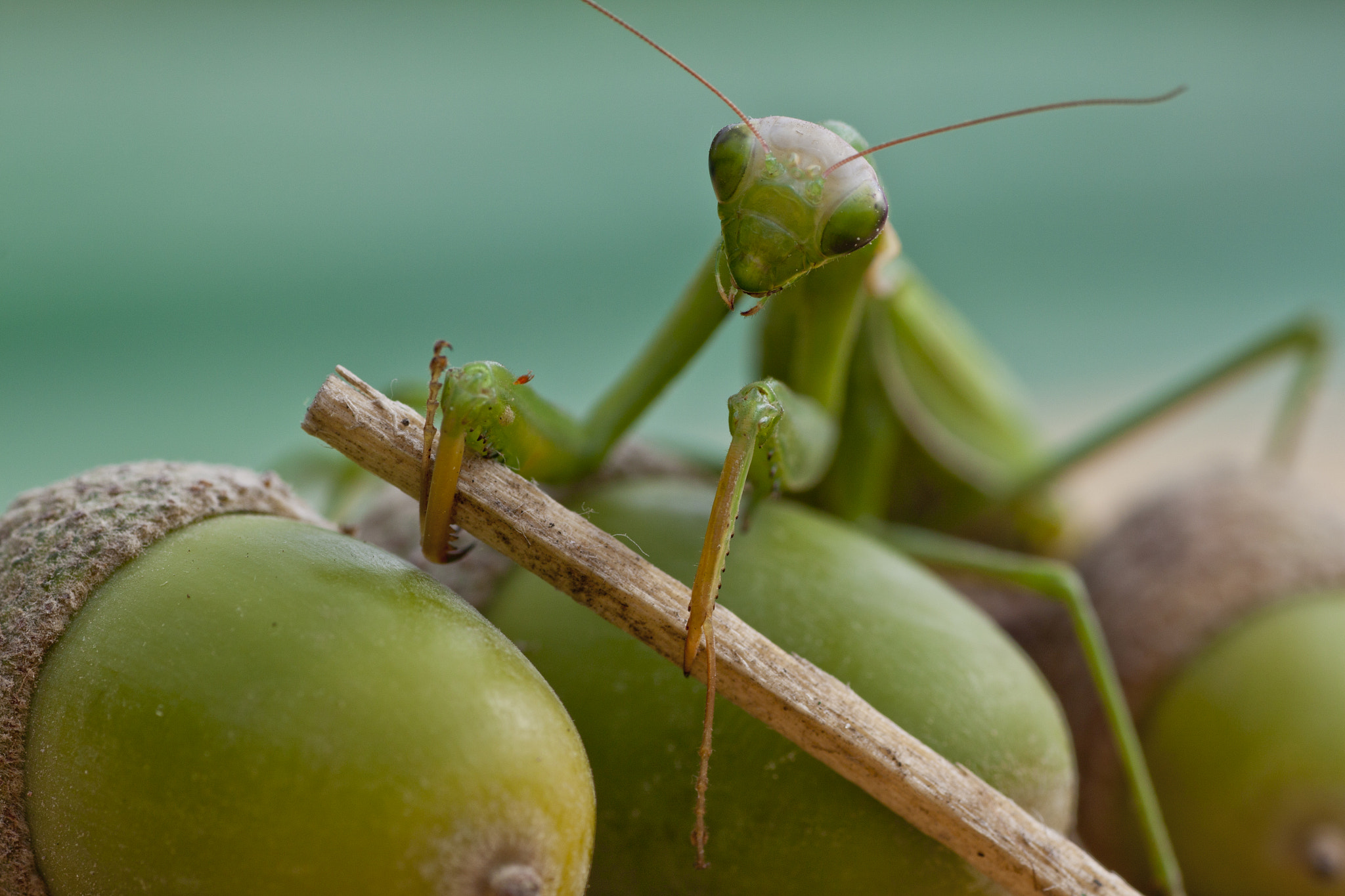 Canon EOS 500D (EOS Rebel T1i / EOS Kiss X3) sample photo. European mantis, mantis religiosa photography