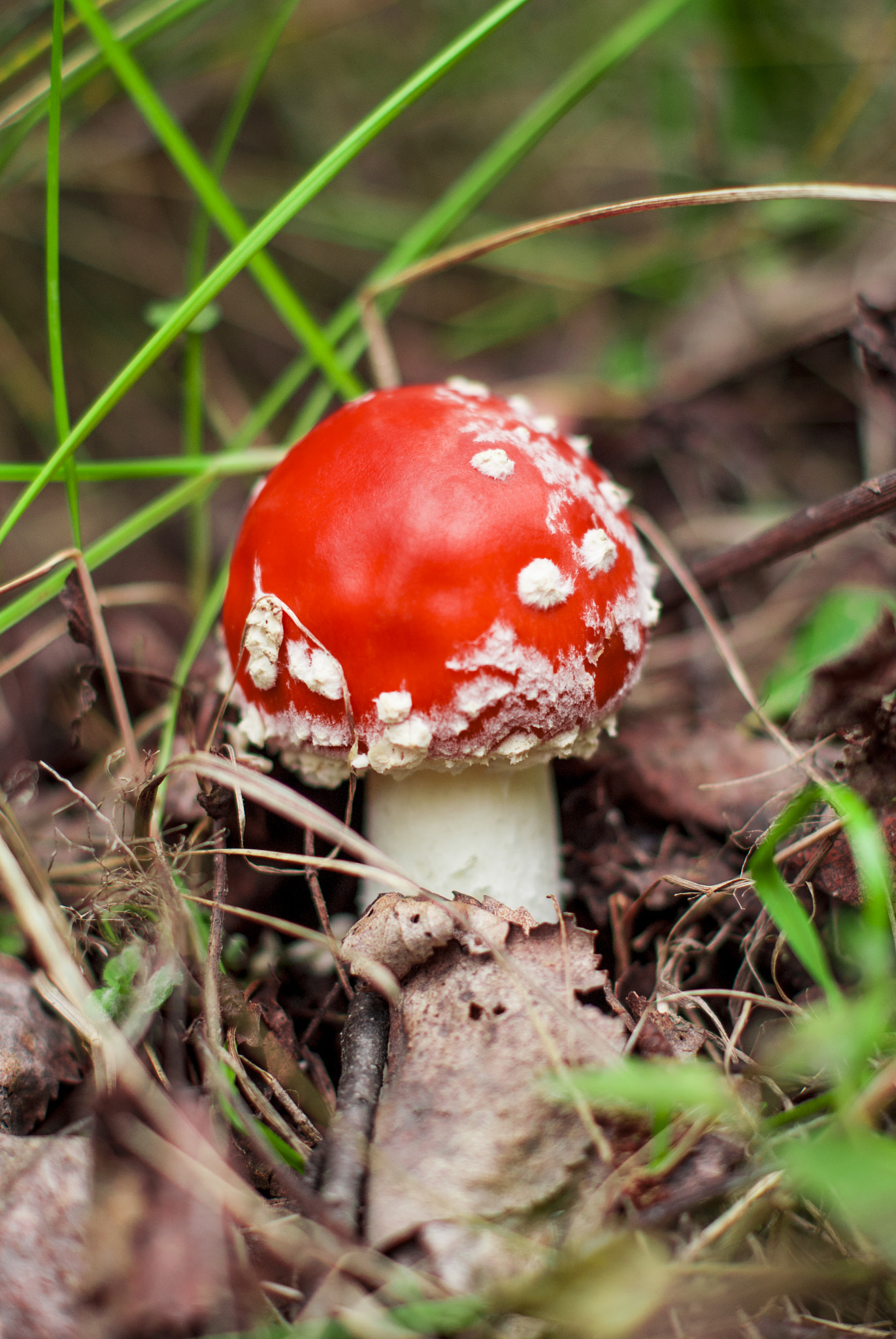 Sony Alpha DSLR-A200 + Sony DT 50mm F1.8 SAM sample photo. Mushroom standing in the woods under a tree photography
