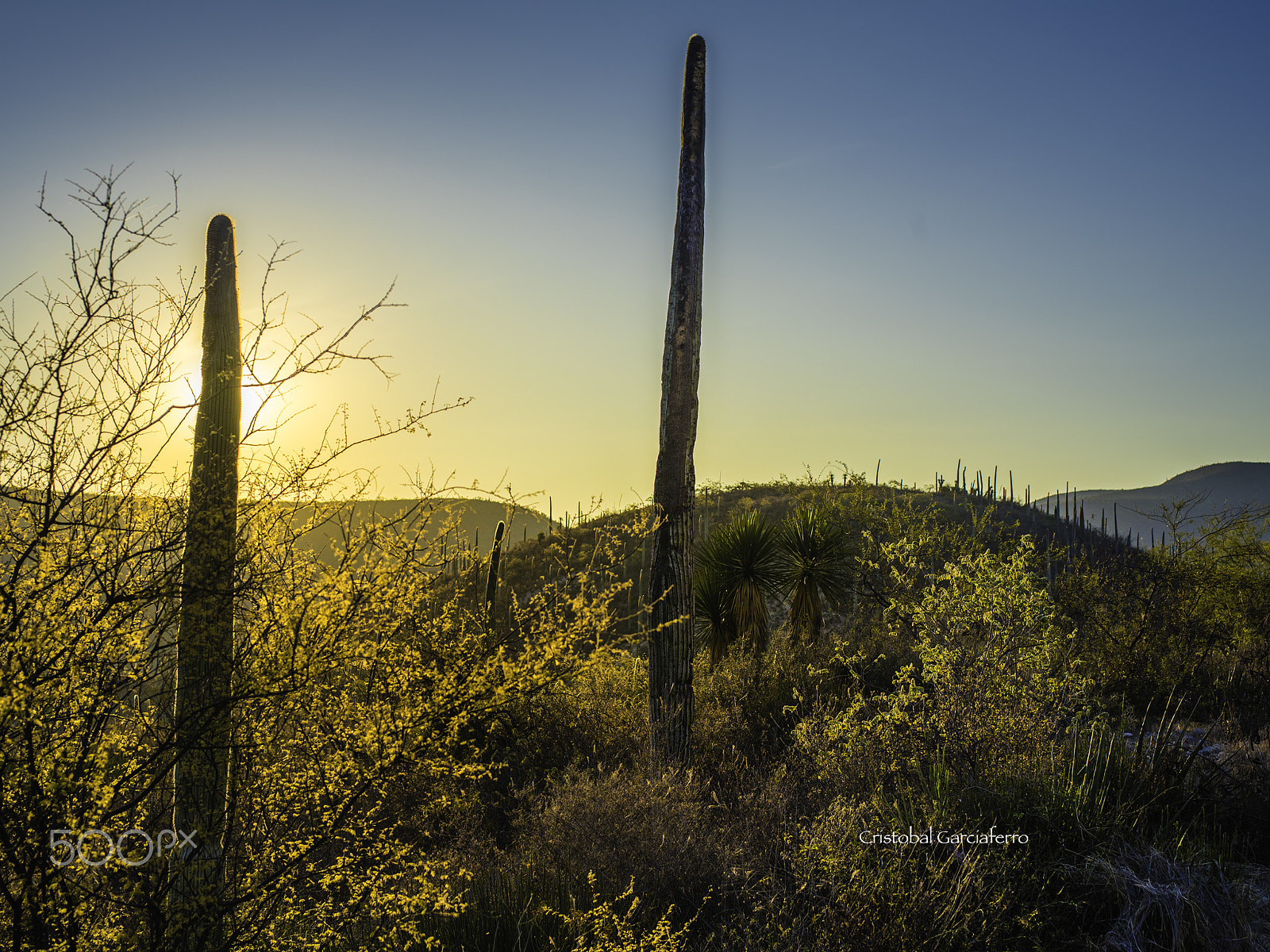 Pentax 645Z sample photo. Cactus land in the morning photography