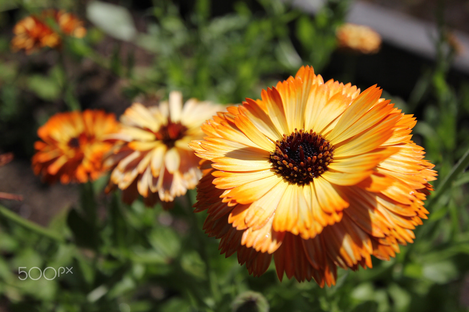 Canon EF-S 10-22mm F3.5-4.5 USM sample photo. Cal-endula photography