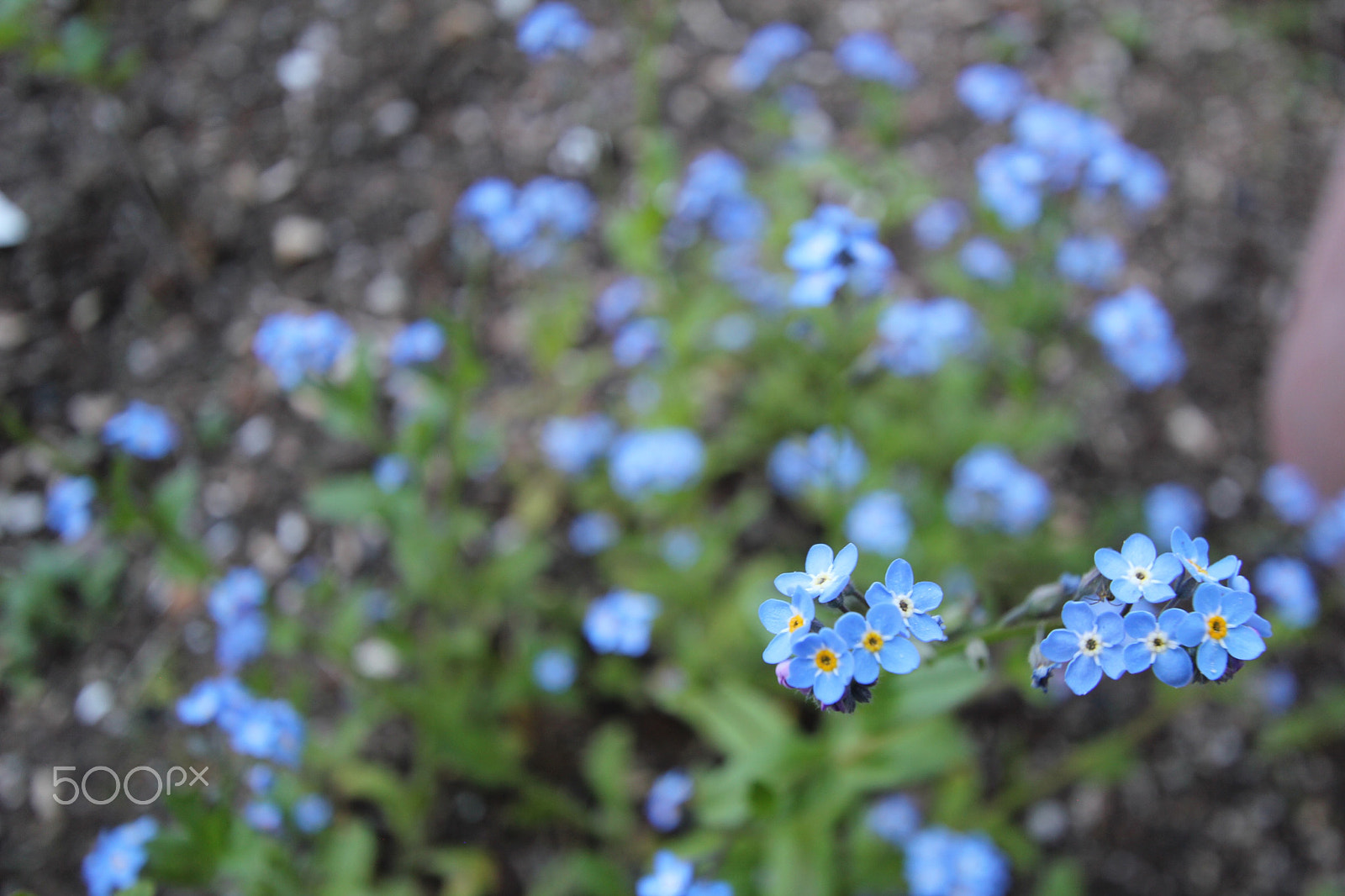 Canon EF-S 10-22mm F3.5-4.5 USM sample photo. Forget me, not photography