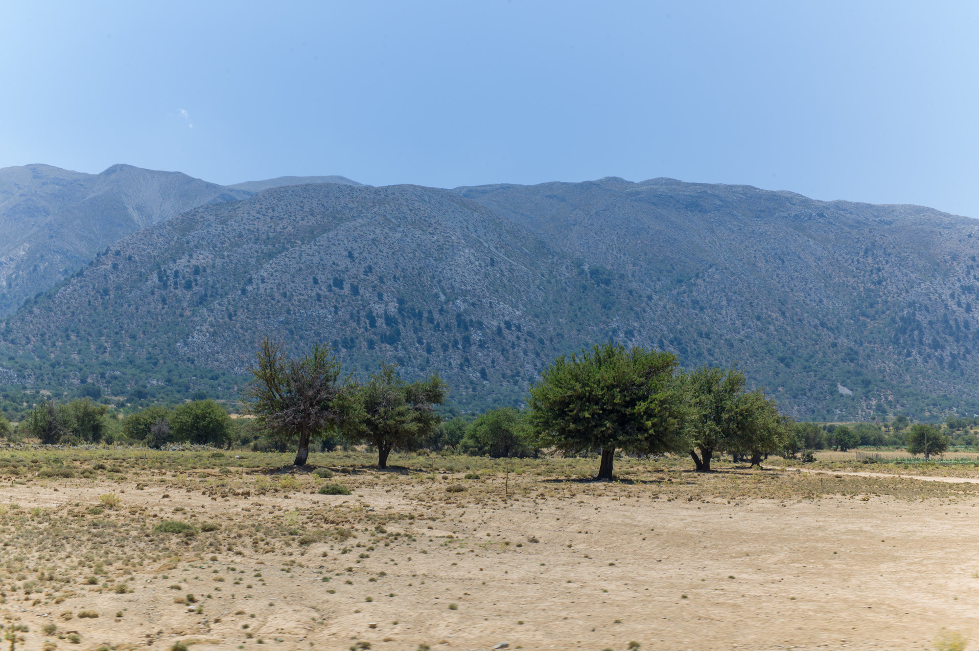 Leica M9 + Summicron-M 35mm f/2 (IV) sample photo. Olive trees photography