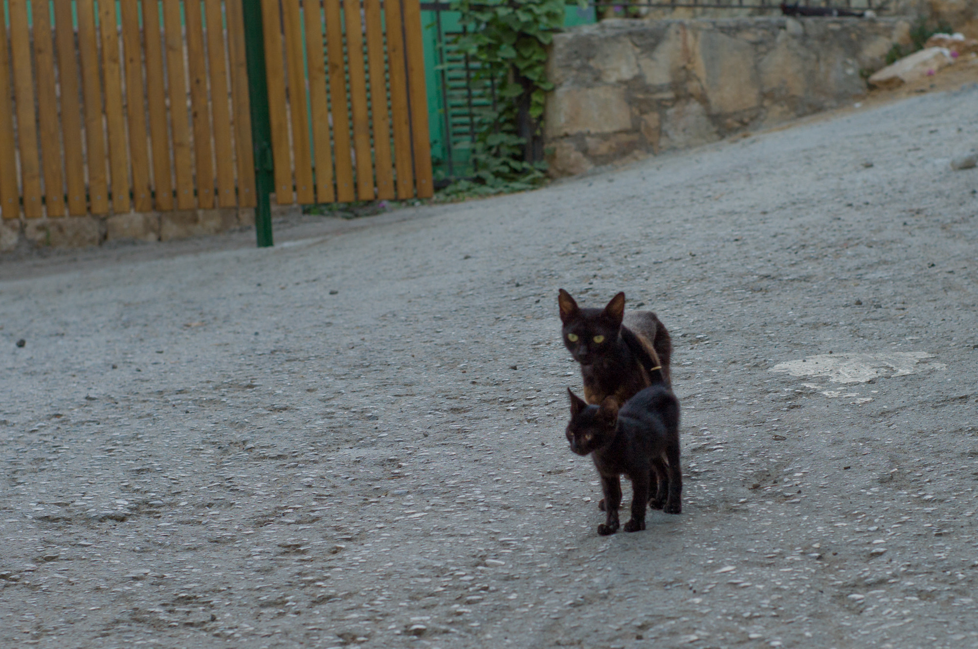 Leica M9 + Noctilux-M 50mm f/1 sample photo. Cats photography