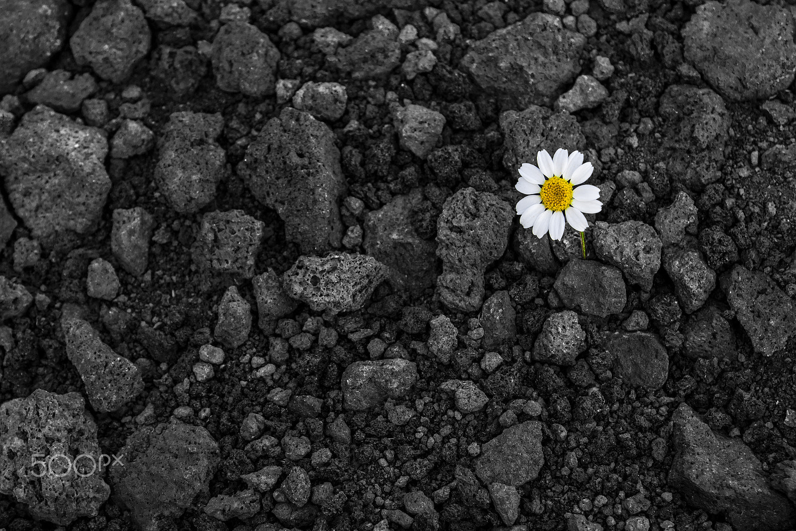 Sigma 17-70mm F2.8-4 DC Macro OS HSM sample photo. Solitary daisy photography