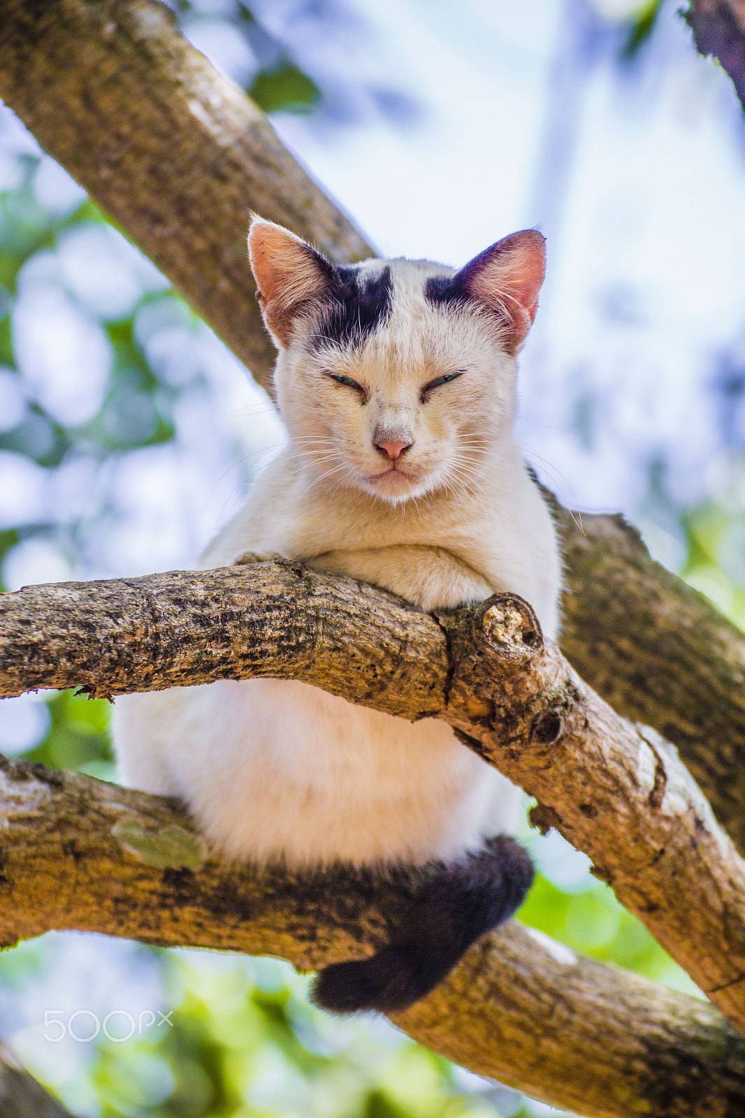 Canon EOS 60D + Tamron SP 35mm F1.8 Di VC USD sample photo. Sleepy cat photography