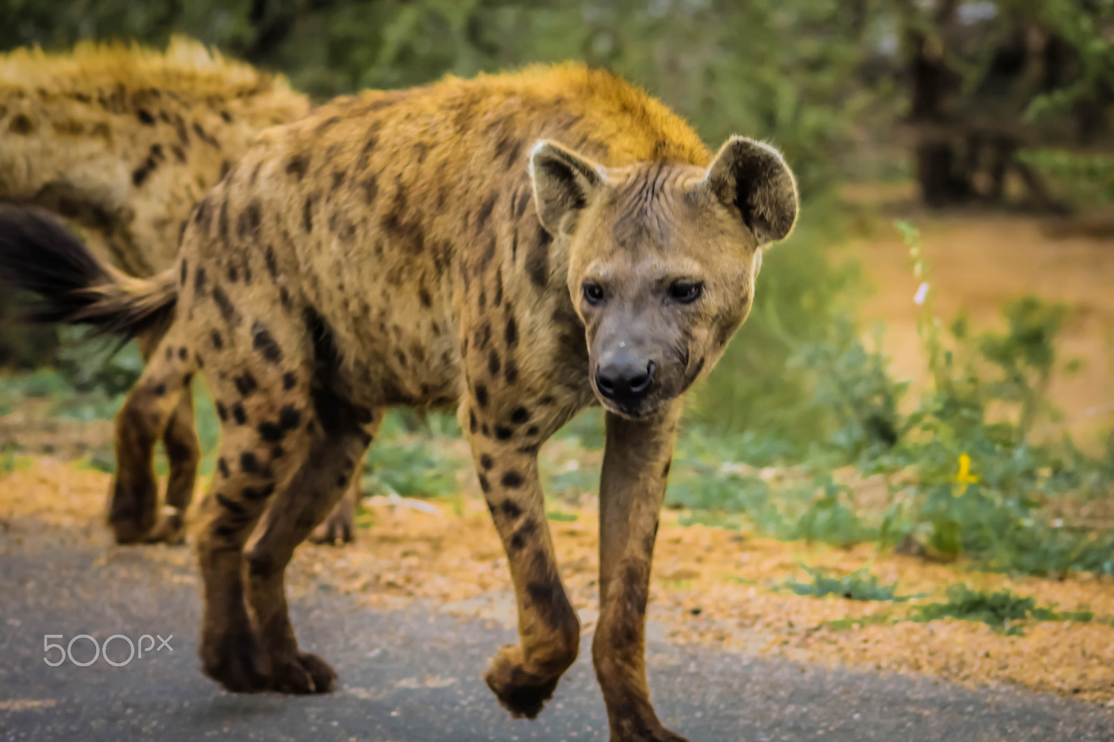 Canon EOS 1200D (EOS Rebel T5 / EOS Kiss X70 / EOS Hi) sample photo. Hyena. photography