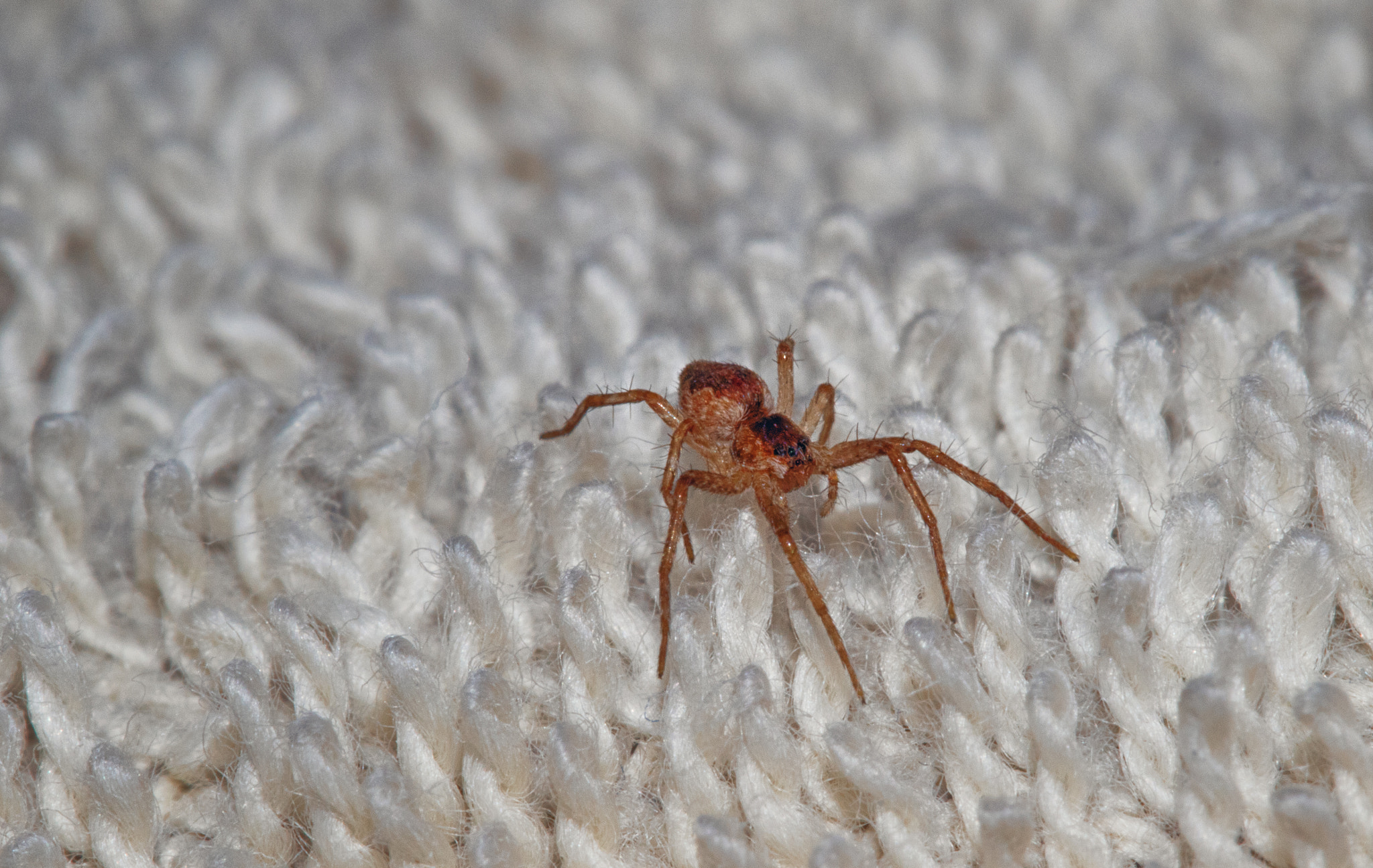 Canon EF 100mm F2.8 Macro USM sample photo. Spidy photography