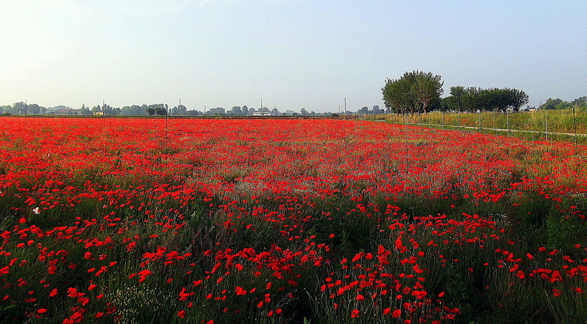 Fujifilm FinePix JX250 sample photo. **i love red**.......aspettando la primavera, che verrà! photography