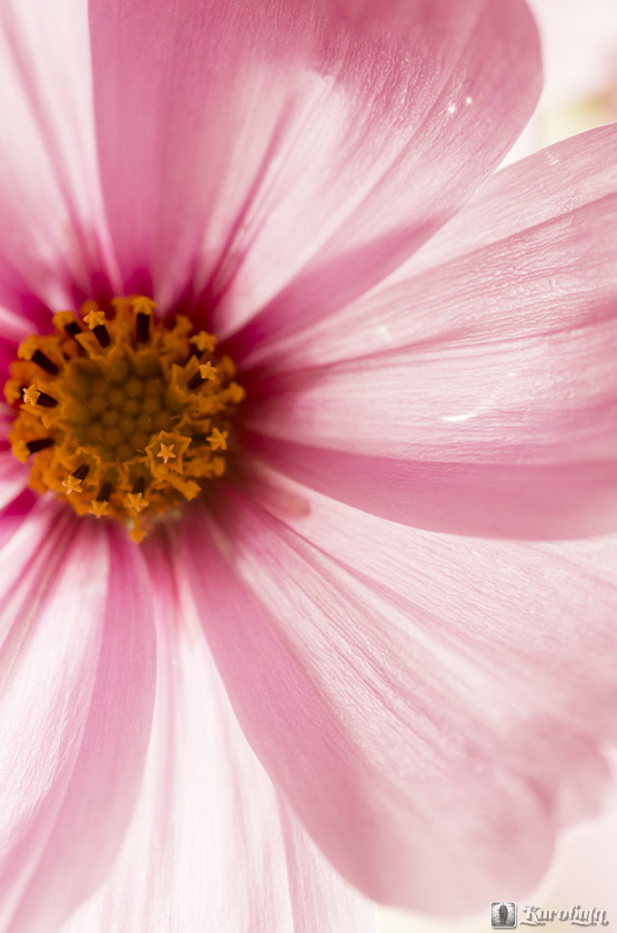 Pentax smc D-FA 100mm F2.8 Macro WR sample photo. Star in the cosmos photography