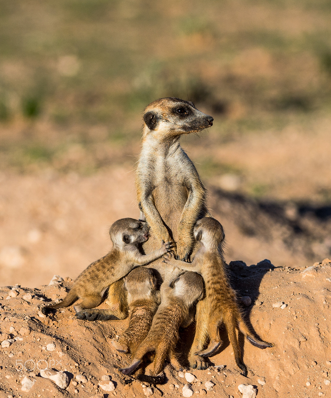 Nikon AF-S Nikkor 200-400mm F4G ED-IF VR sample photo. Motherhood photography