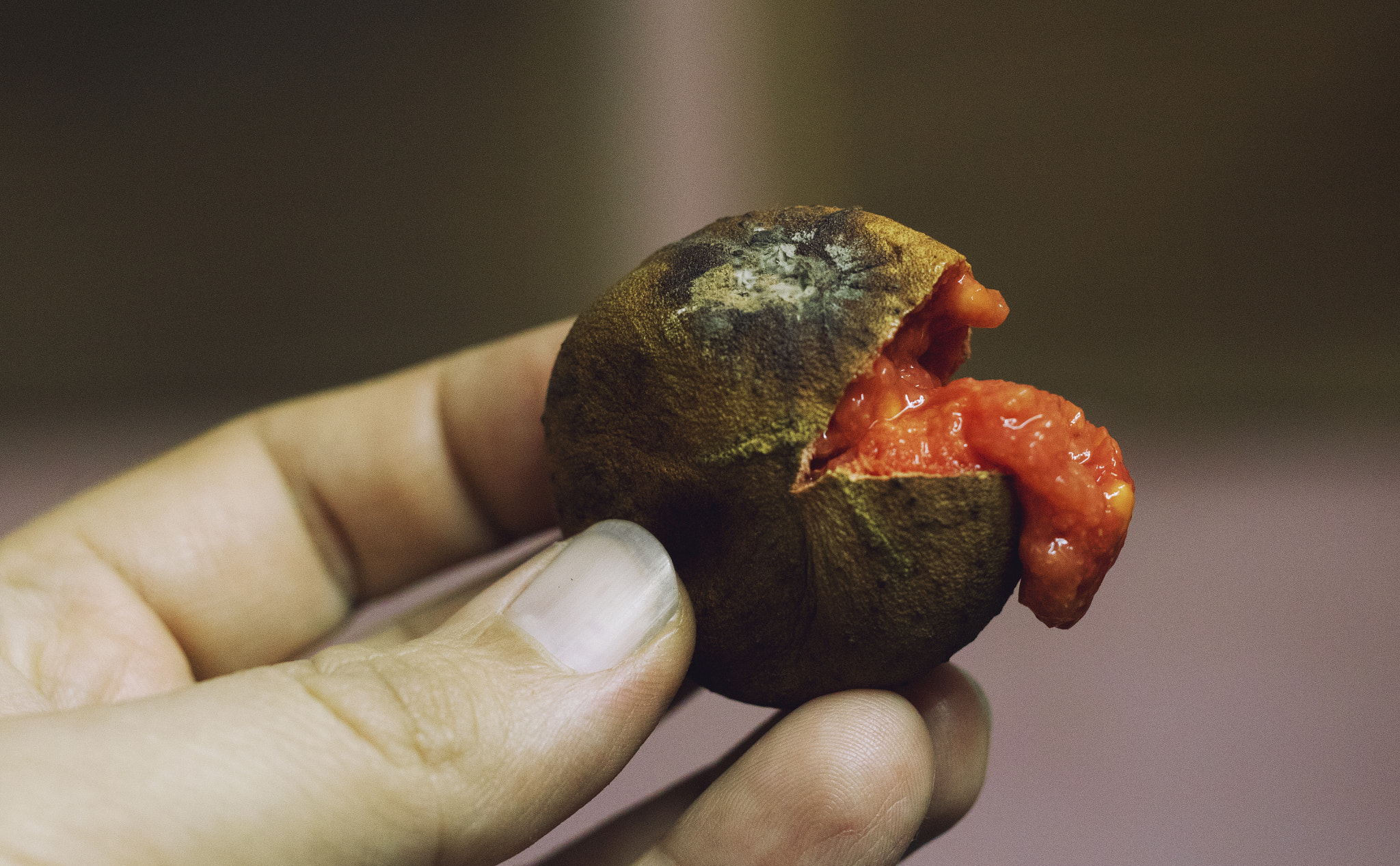 Sigma 50mm F1.4 EX DG HSM sample photo. Alien fruit photography