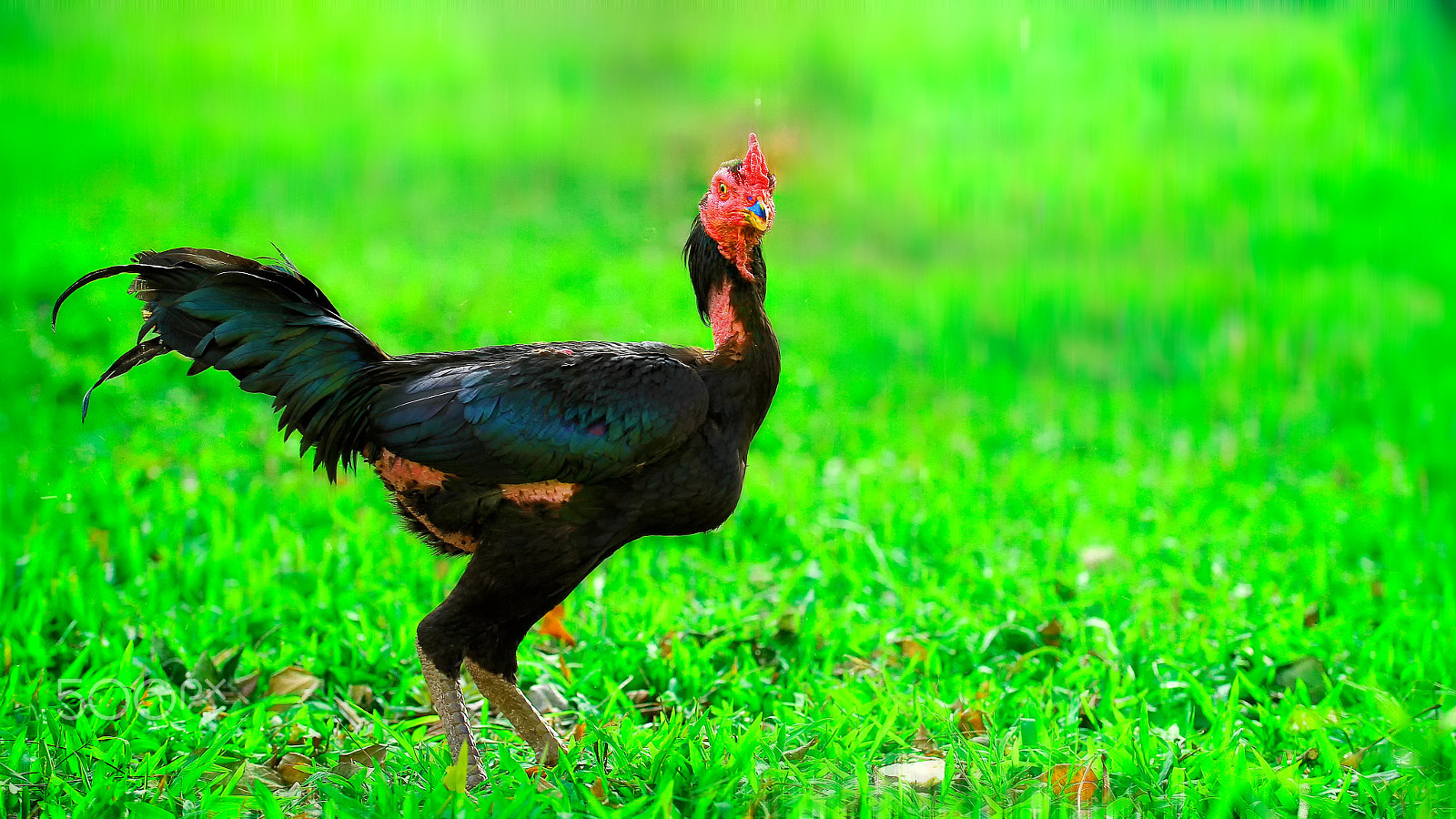Sigma 50-100mm F1.8 DC HSM Art sample photo. Gamecock (ga noi) photography