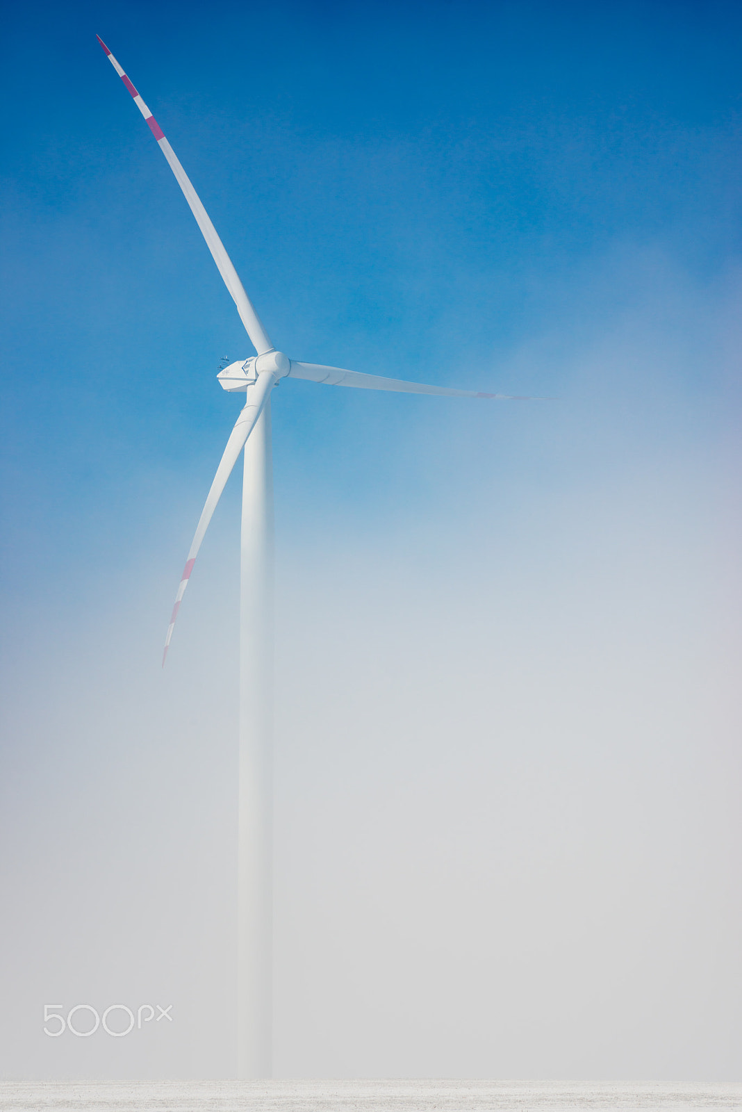 ZEISS Planar T* 85mm F1.4 sample photo. Wind wins! photography