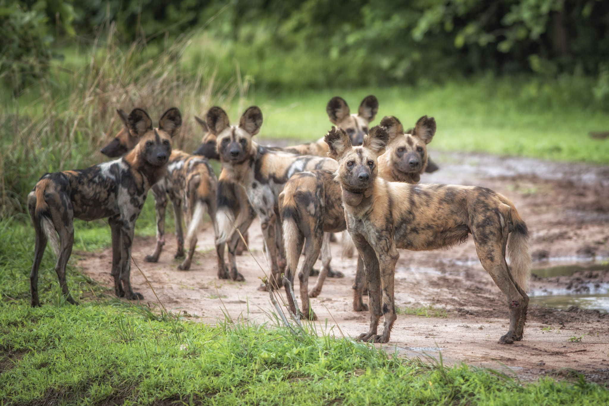 Nikon D750 + Nikon AF-S Nikkor 300mm F4D ED-IF sample photo. African wild dogs photography