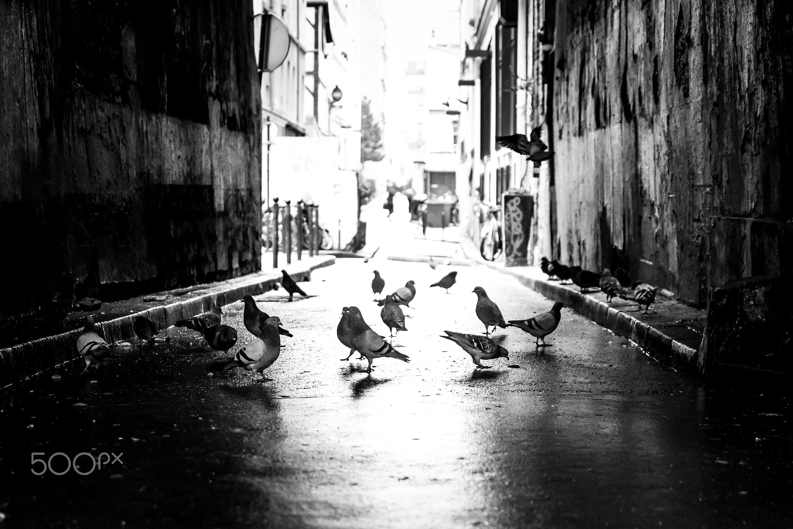 Nikon D500 + Nikon AF-S DX Nikkor 35mm F1.8G sample photo. Pigeons flock in paris alley photography