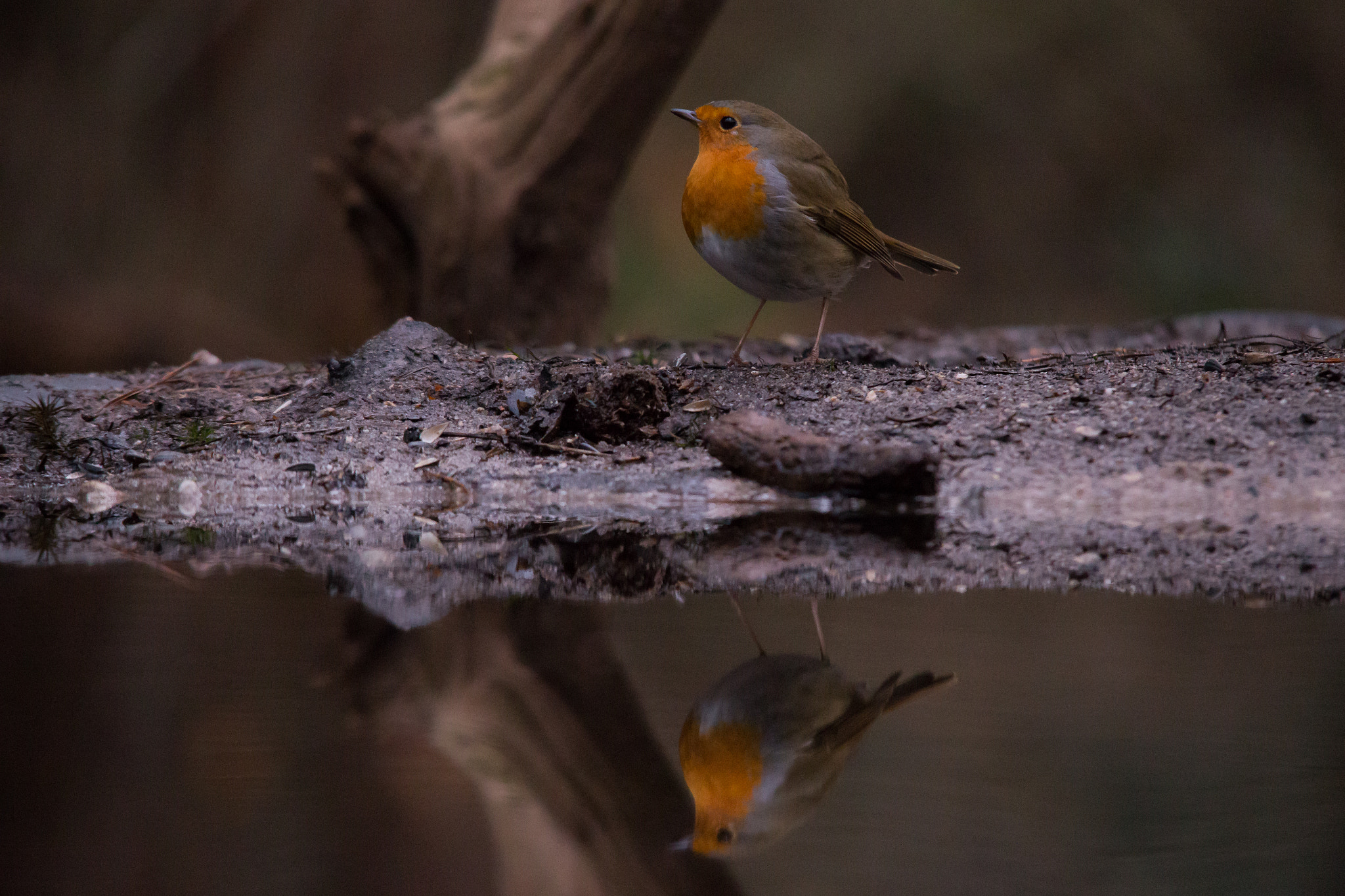 Canon EOS 6D + Sigma 150-500mm F5-6.3 DG OS HSM sample photo. Reflection of a european robin photography