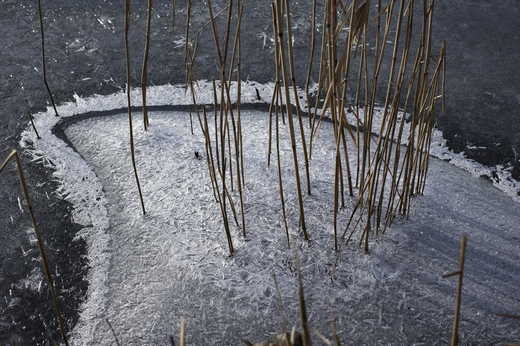 Canon EF 50mm F2.5 Macro sample photo. Winter photography