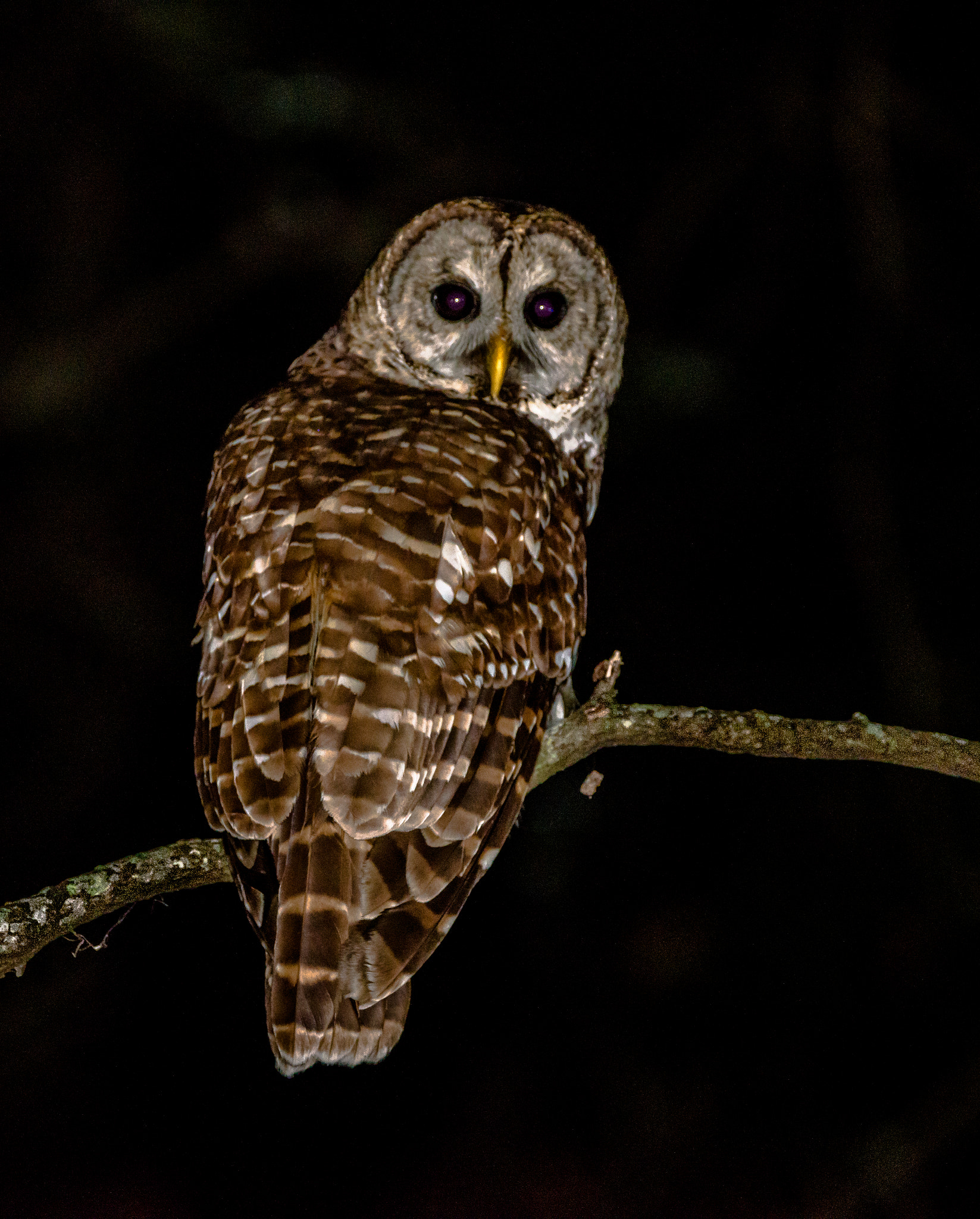 Sigma 150-600mm F5-6.3 DG OS HSM | C sample photo. Owl photography