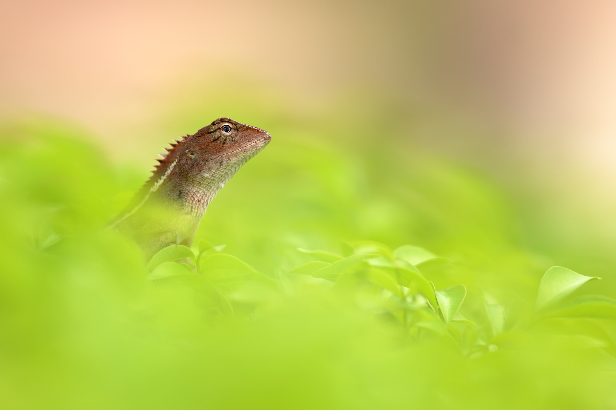 Canon EOS 6D + Canon EF 300mm F4L IS USM sample photo. Img photography