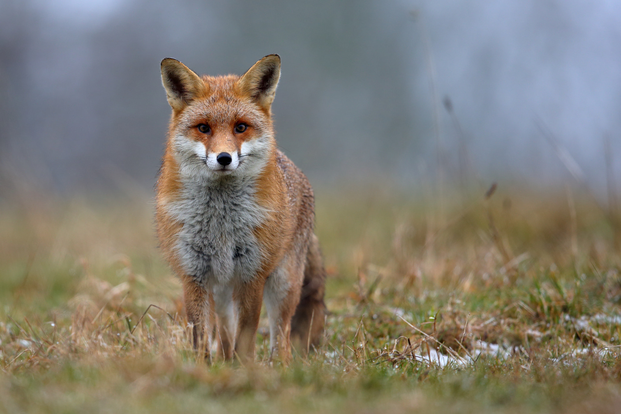 Canon EOS-1D X + Canon EF 600mm F4L IS II USM sample photo. D photography