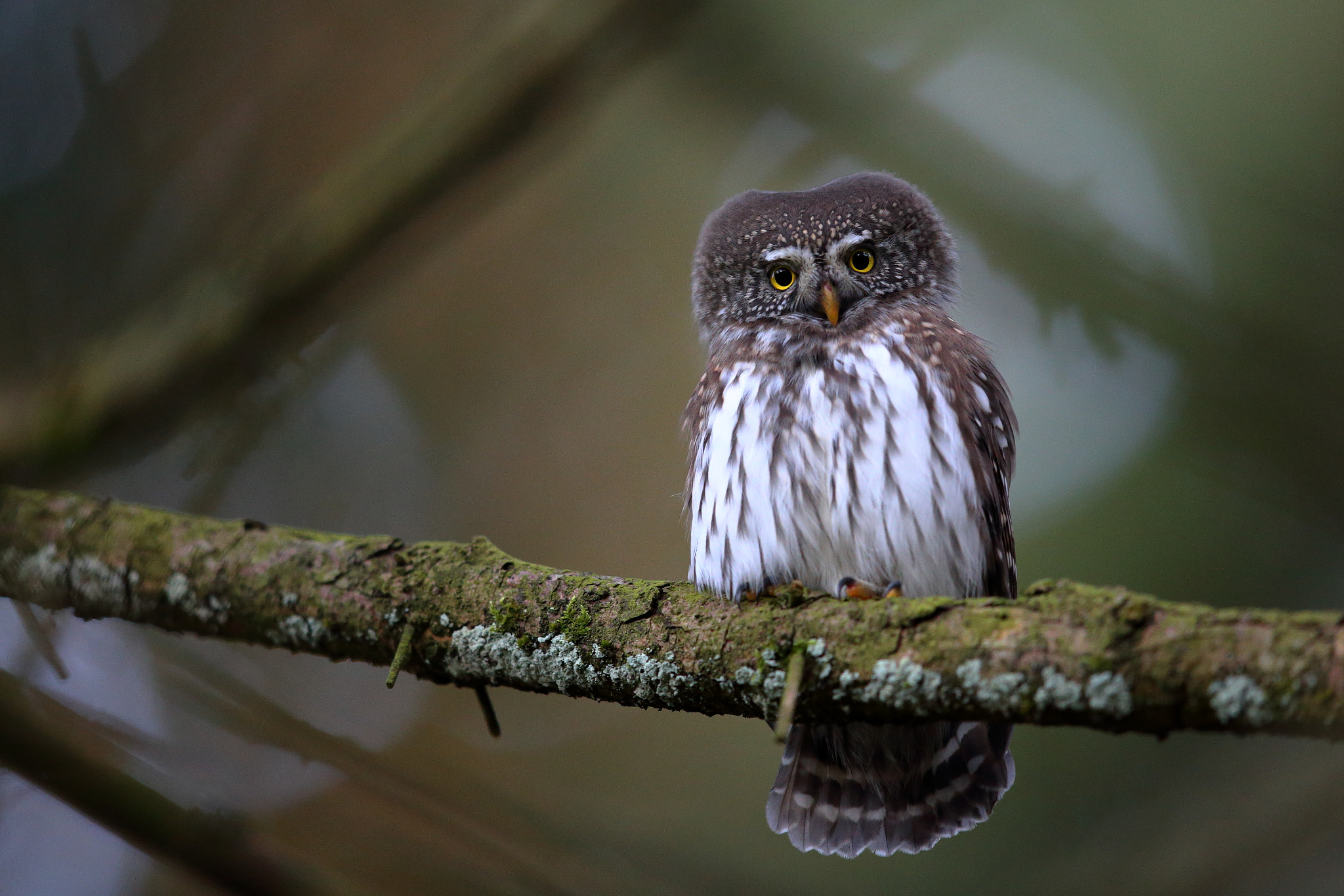 Canon EOS-1D X + Canon EF 600mm F4L IS II USM sample photo. D photography