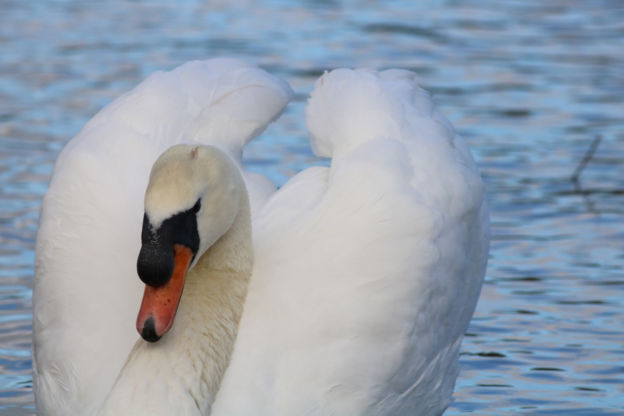 Canon EOS 750D (EOS Rebel T6i / EOS Kiss X8i) + Canon EF 400mm F5.6L USM sample photo. Mute swan photography