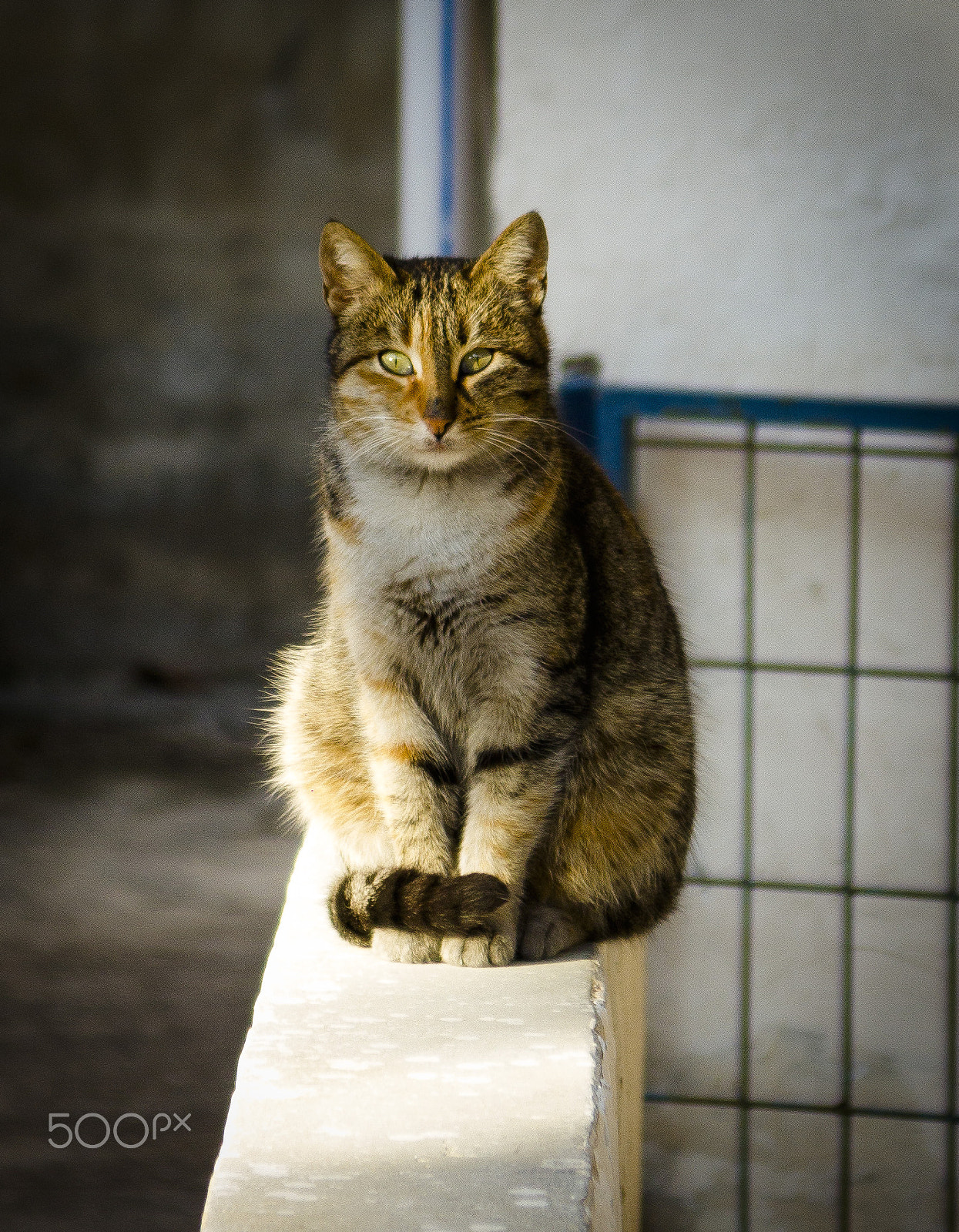 Canon EF 35-105mm f/4.5-5.6 USM sample photo. Sitting cat photography