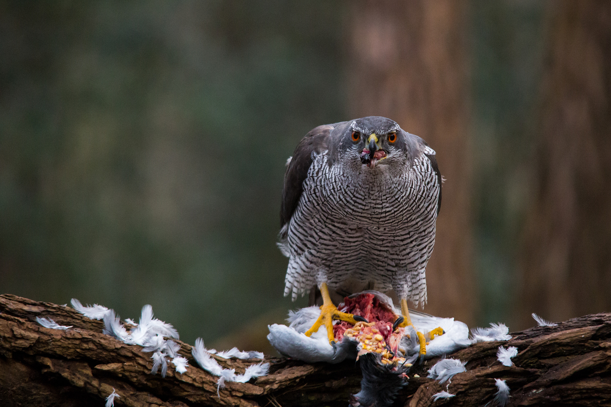 Sigma 150-500mm F5-6.3 DG OS HSM sample photo. Northern goshawk photography