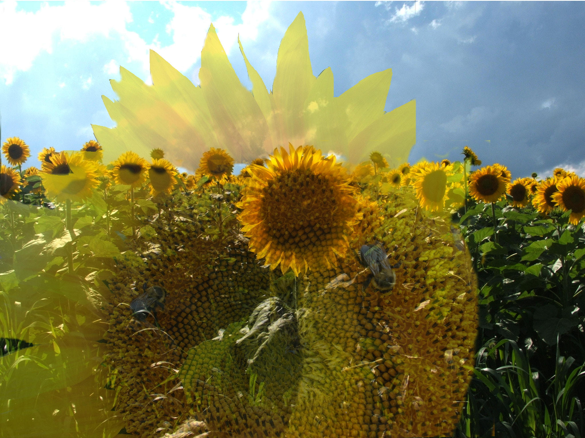 Fujifilm FinePix S3100 sample photo. Sunflower feilds aug photography