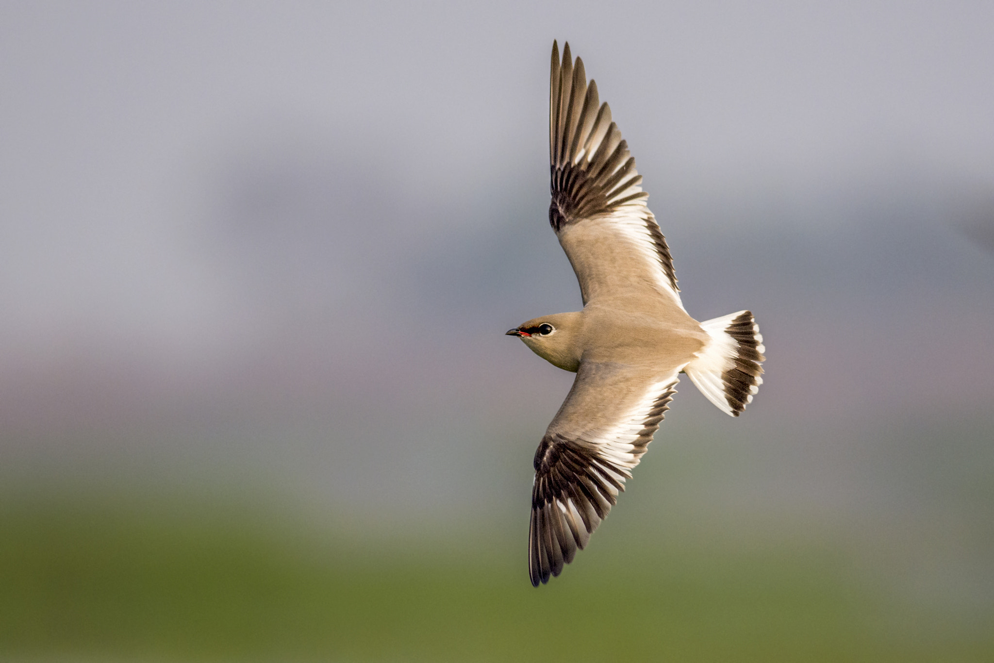 Nikon D7200 + Nikon AF-S Nikkor 300mm F4D ED-IF sample photo. Beauty in flight photography