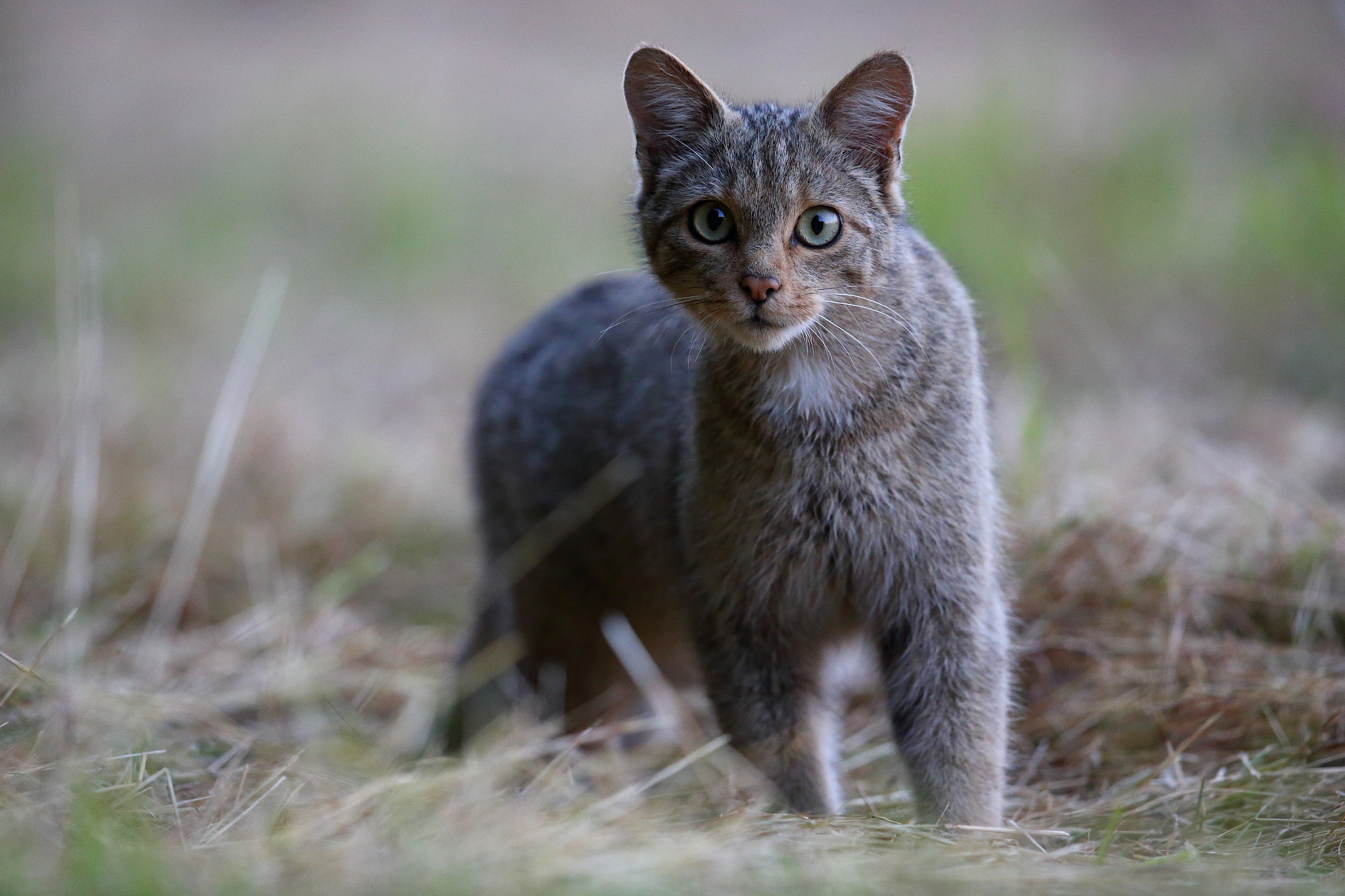 Canon EF 600mm F4L IS II USM sample photo. D photography