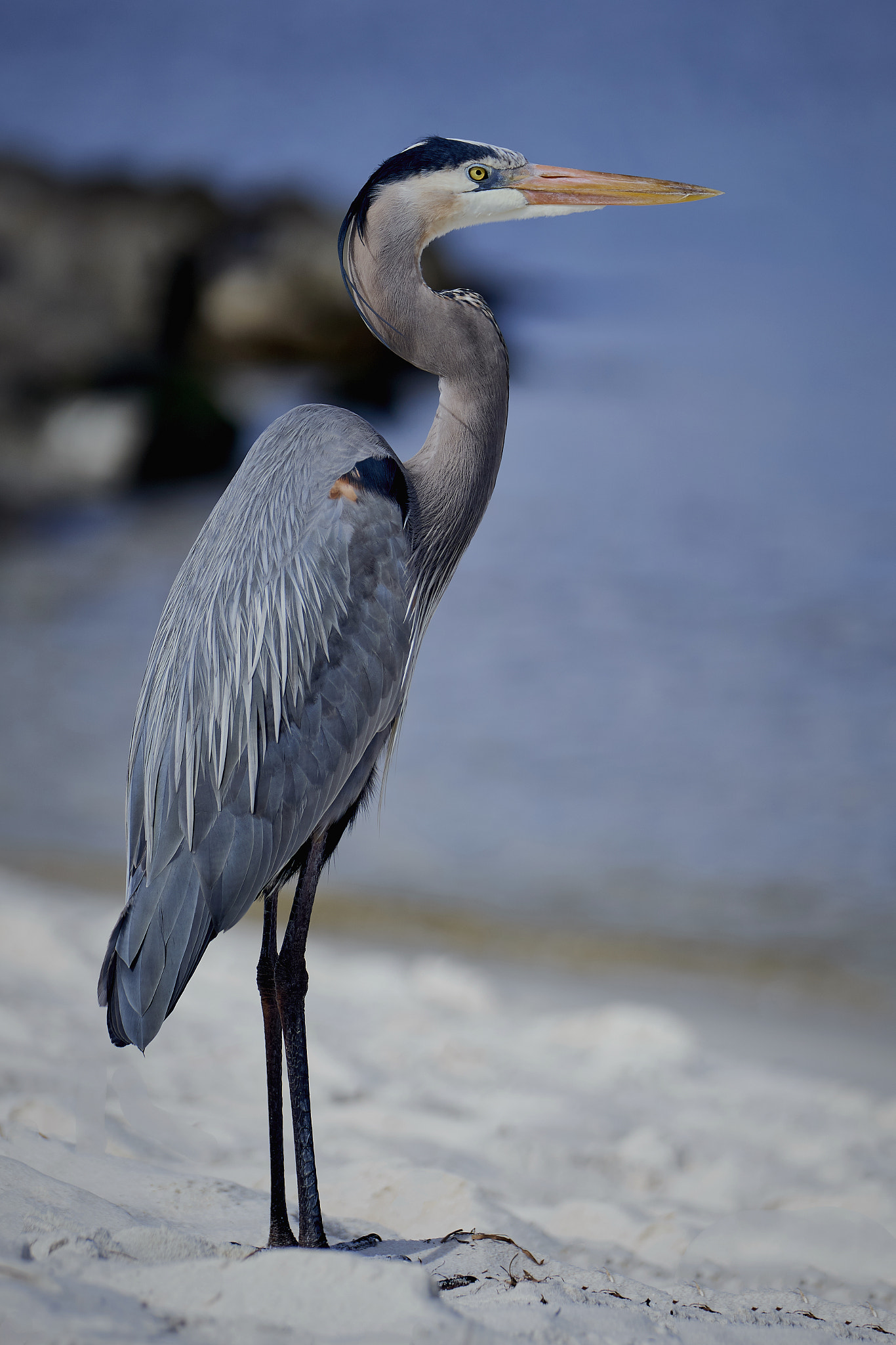 Sony FE 70-200mm F2.8 GM OSS sample photo. Standing tall photography