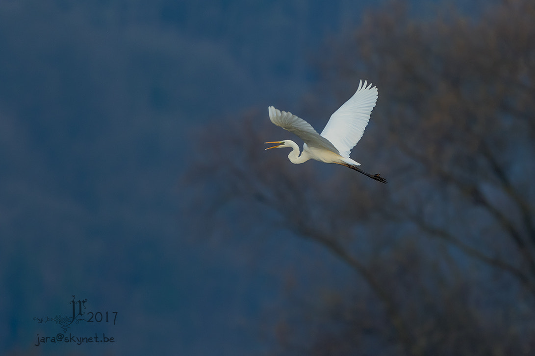 Canon EF 300mm F2.8L IS USM sample photo. Aigrette_4a7a1674 photography