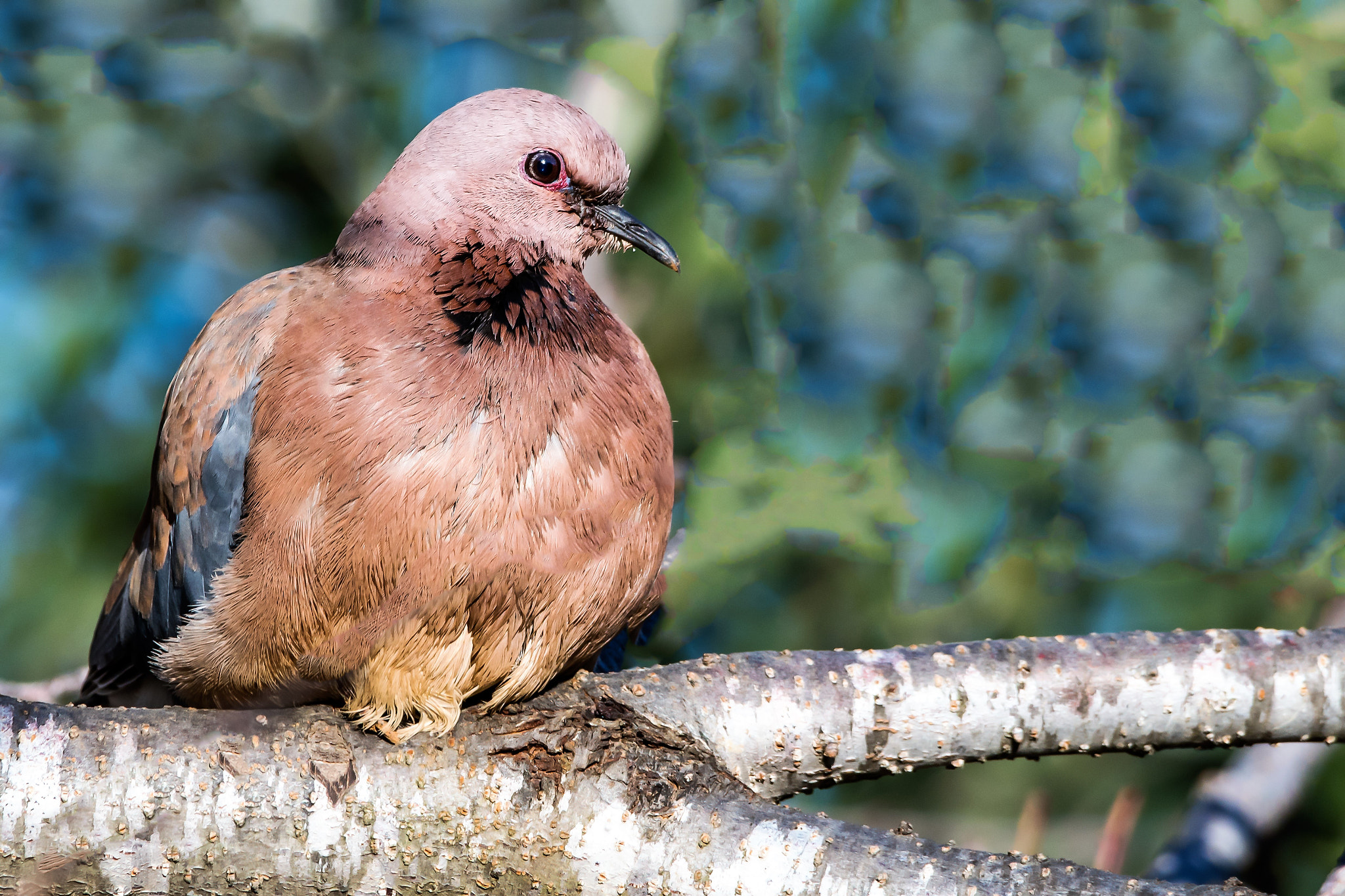 Sigma 150-600mm F5-6.3 DG OS HSM | C sample photo. Palm dove photography
