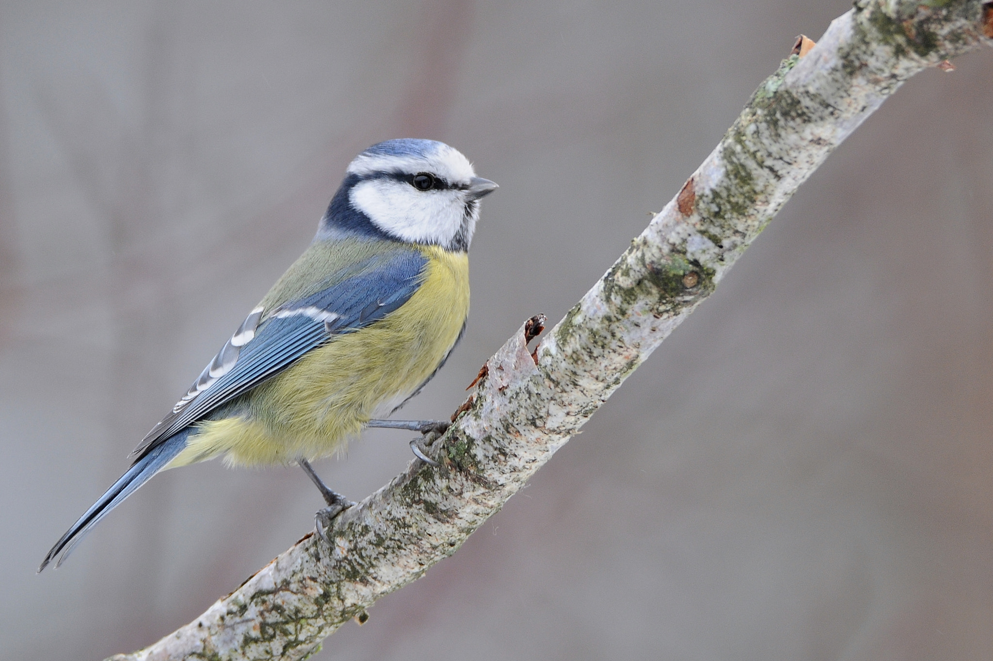 Nikon D300 sample photo. Eurasian blue tit photography