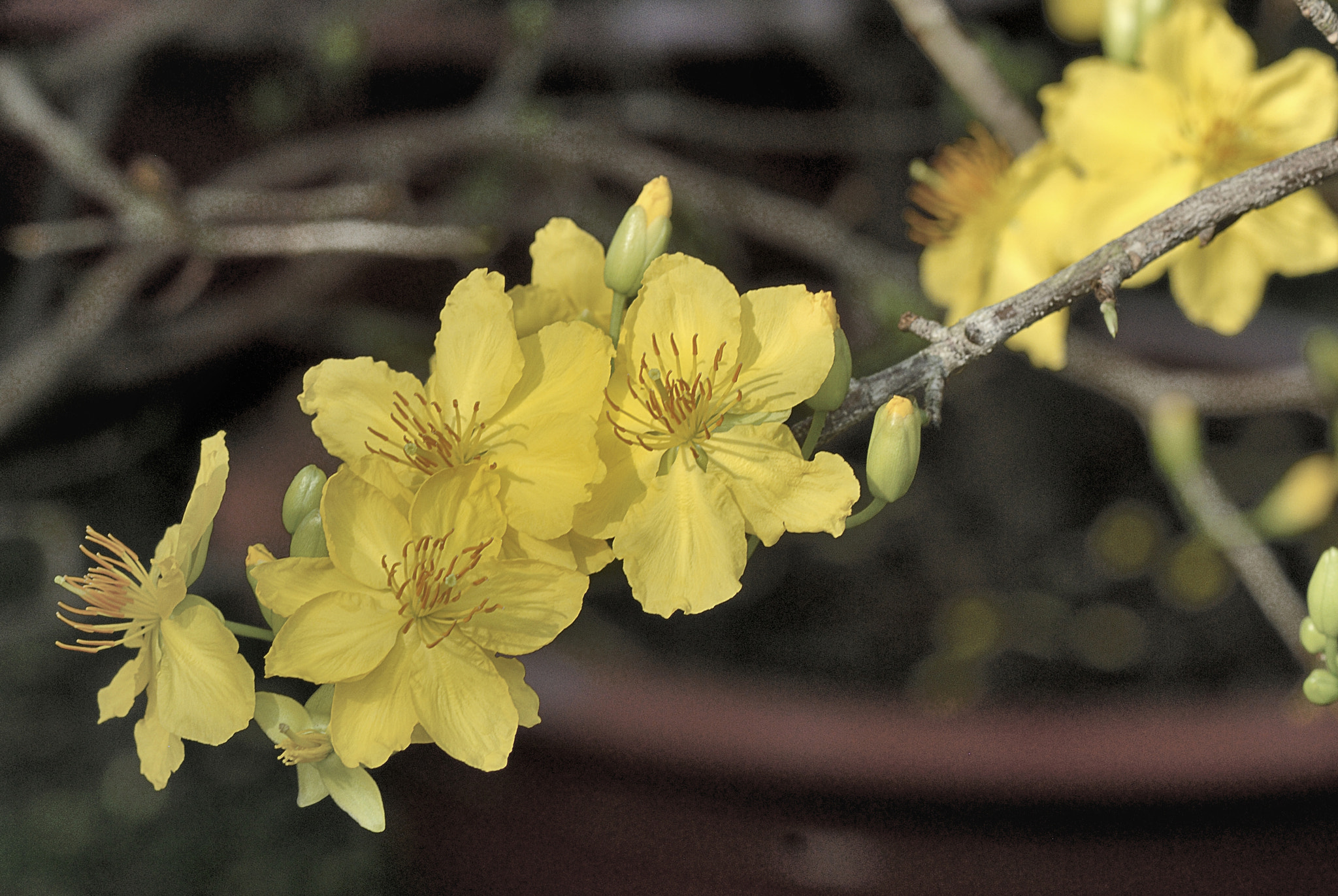 Nikon AF-S Micro-Nikkor 105mm F2.8G IF-ED VR sample photo. Dsc photography