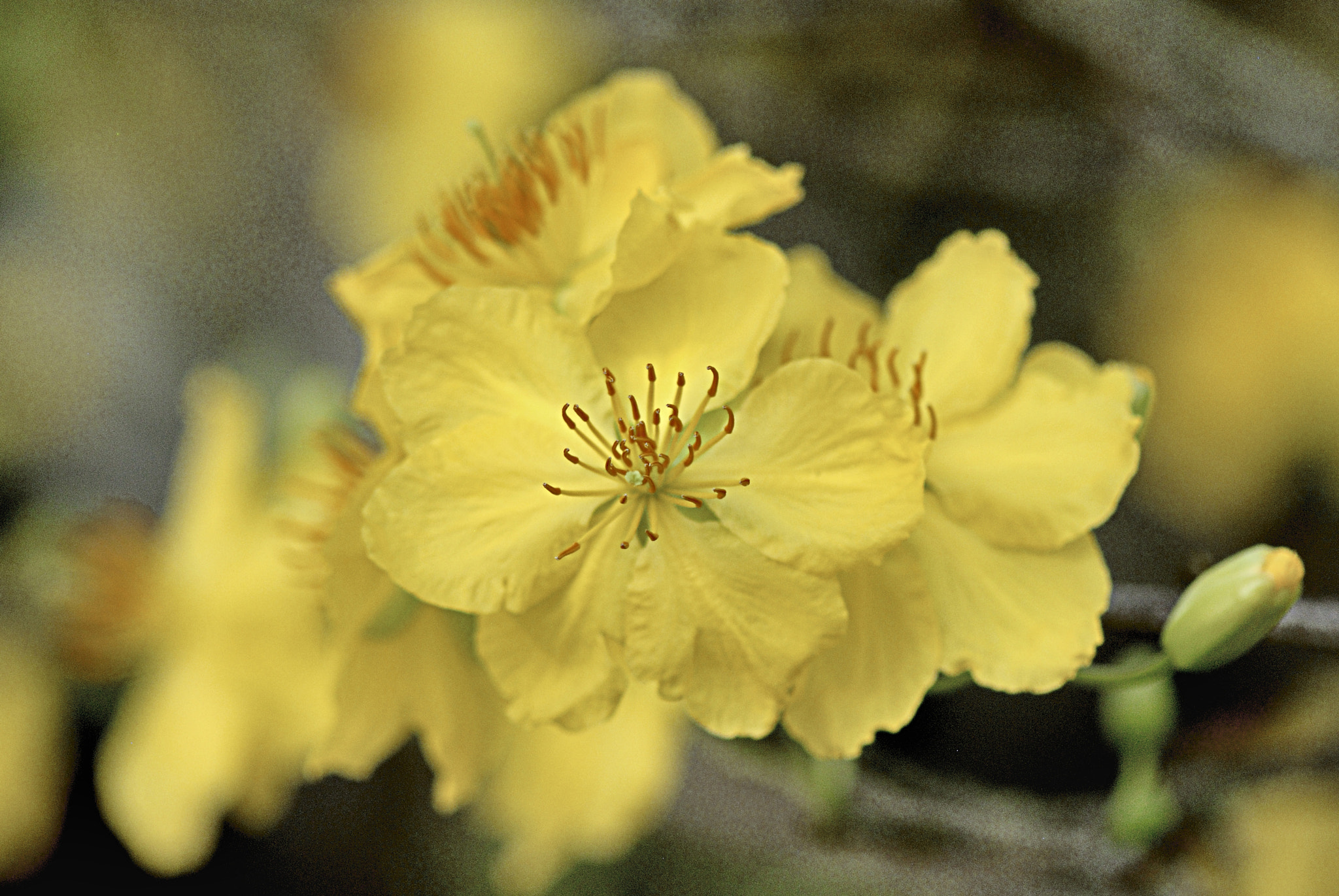 Nikon AF-S Micro-Nikkor 105mm F2.8G IF-ED VR sample photo. Dsc photography