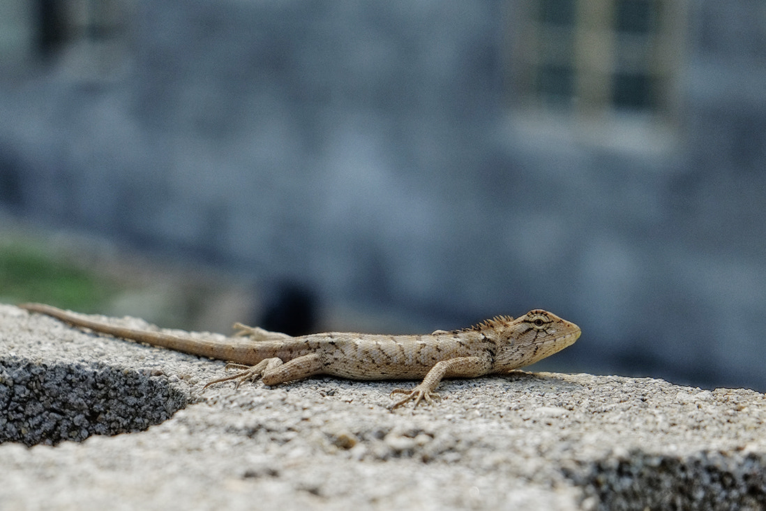 Fujifilm X-Pro1 + Fujifilm XF 18-55mm F2.8-4 R LM OIS sample photo. 树蜥 photography