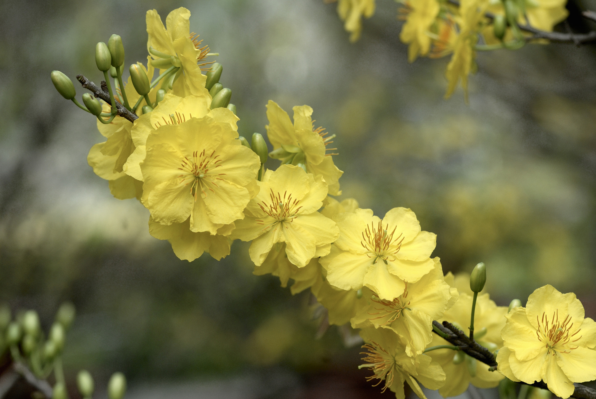 Nikon AF-S Micro-Nikkor 105mm F2.8G IF-ED VR sample photo. Dsc photography